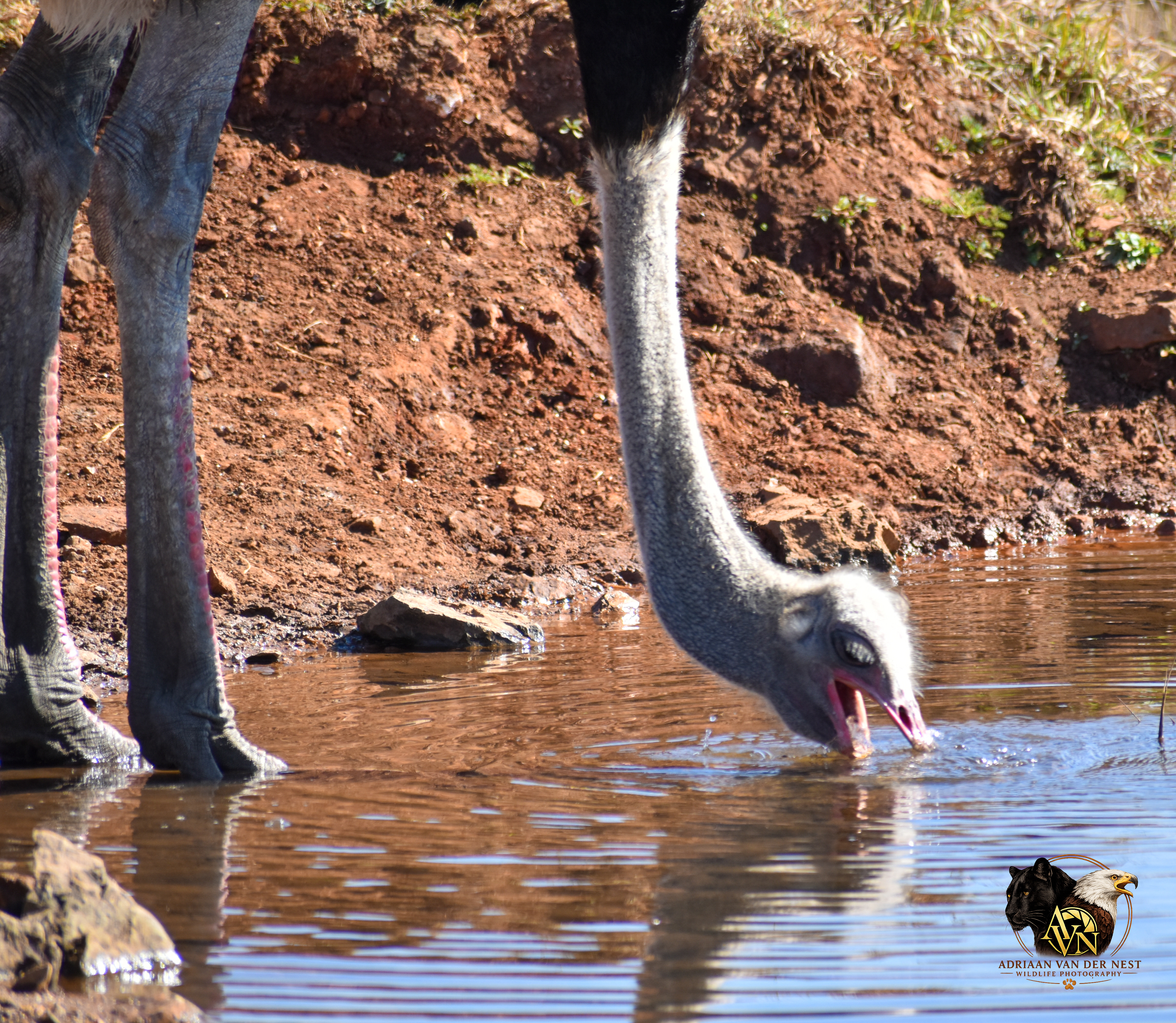 Ostrich/Volstruis