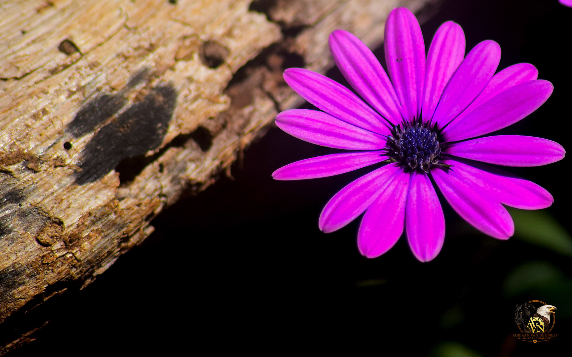 Cape Daisy/Kaapse Magriet