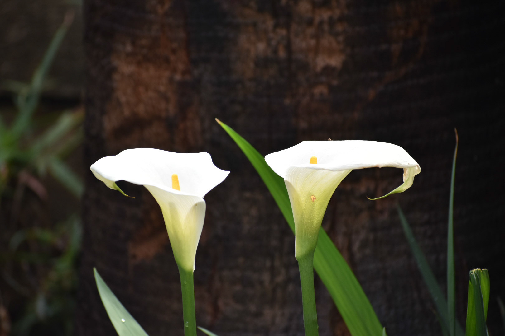 Arum Lily/Wit Varkoor