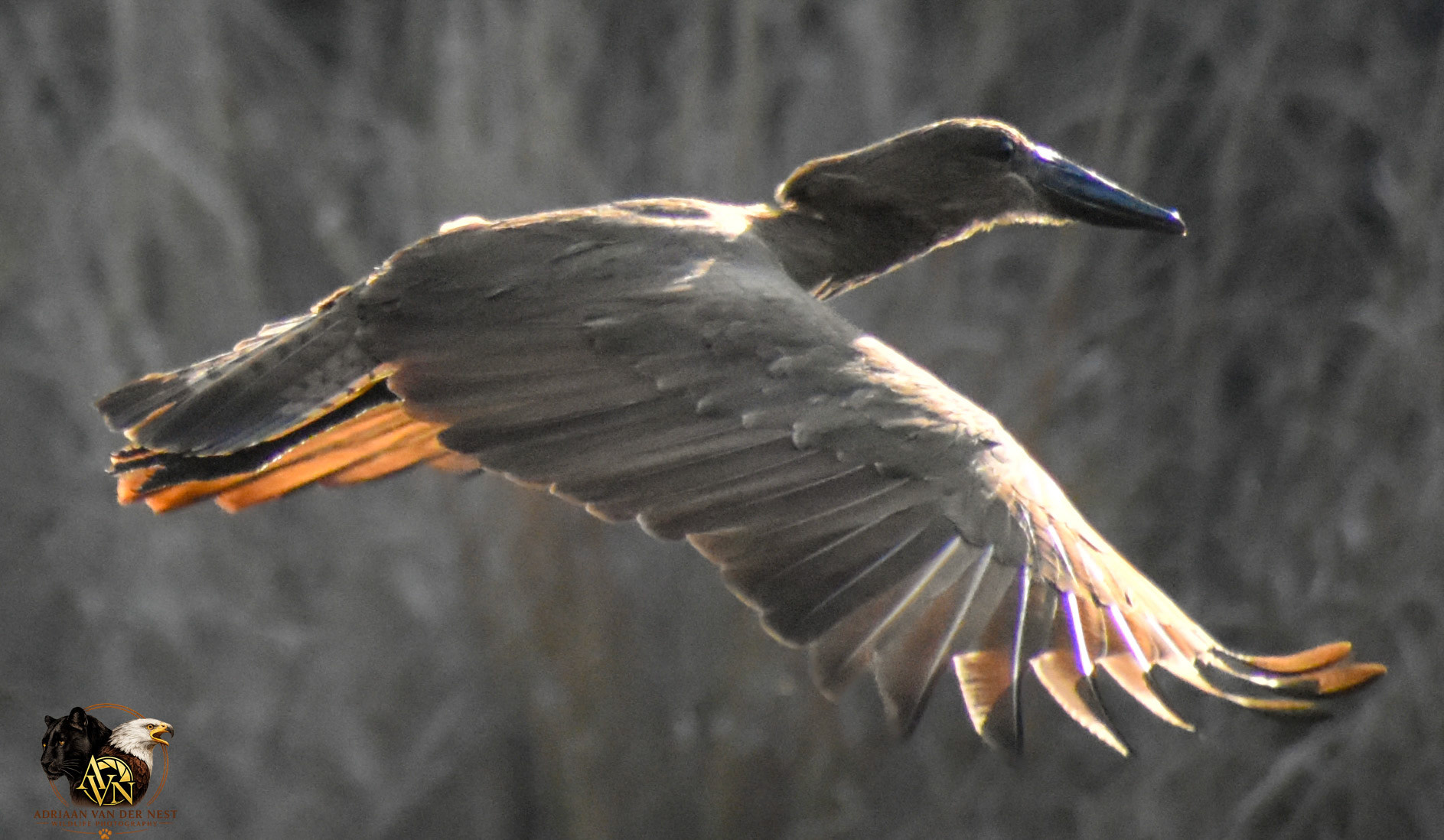 Hamerkop