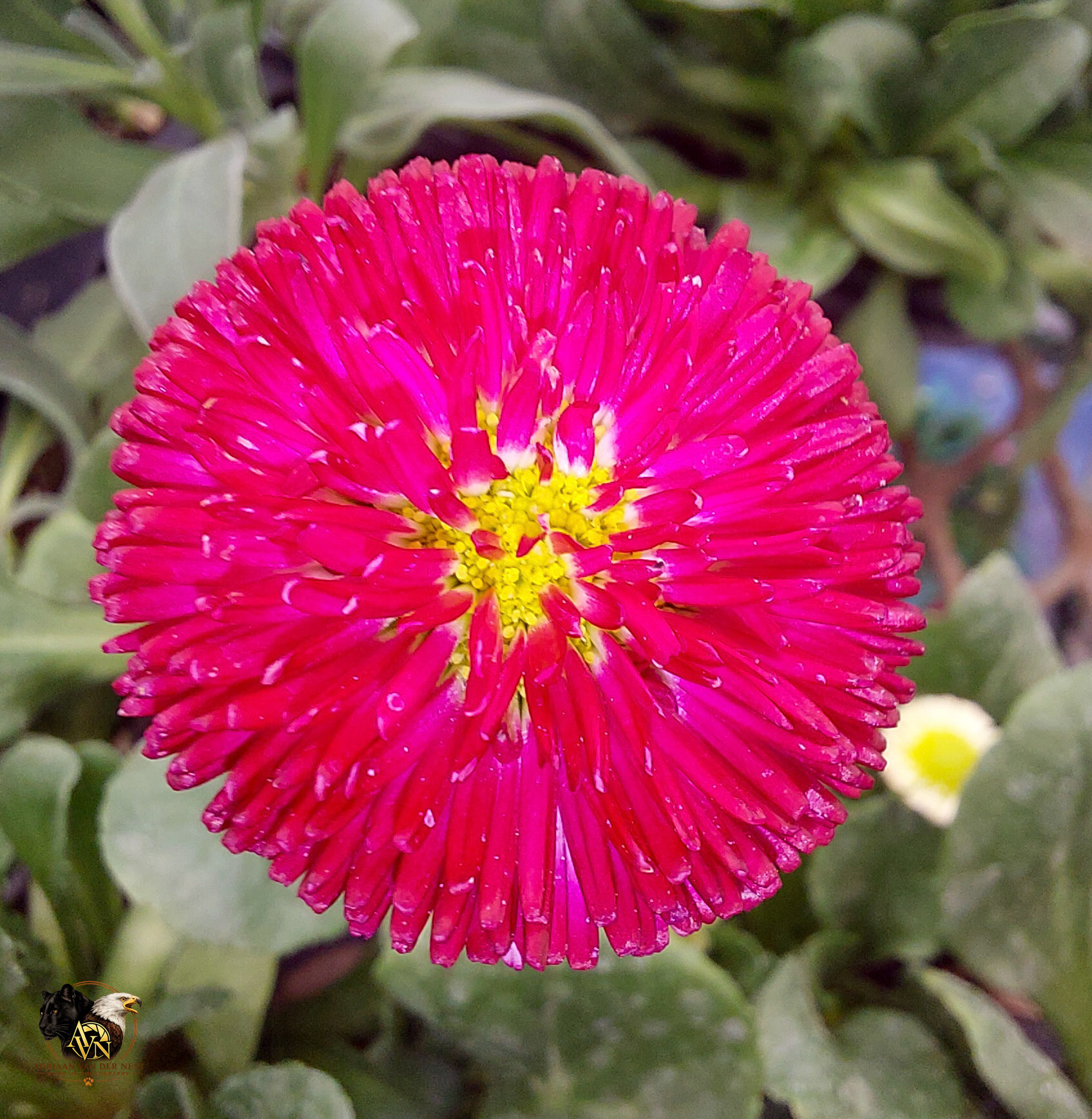English Daisy/Madeliefie