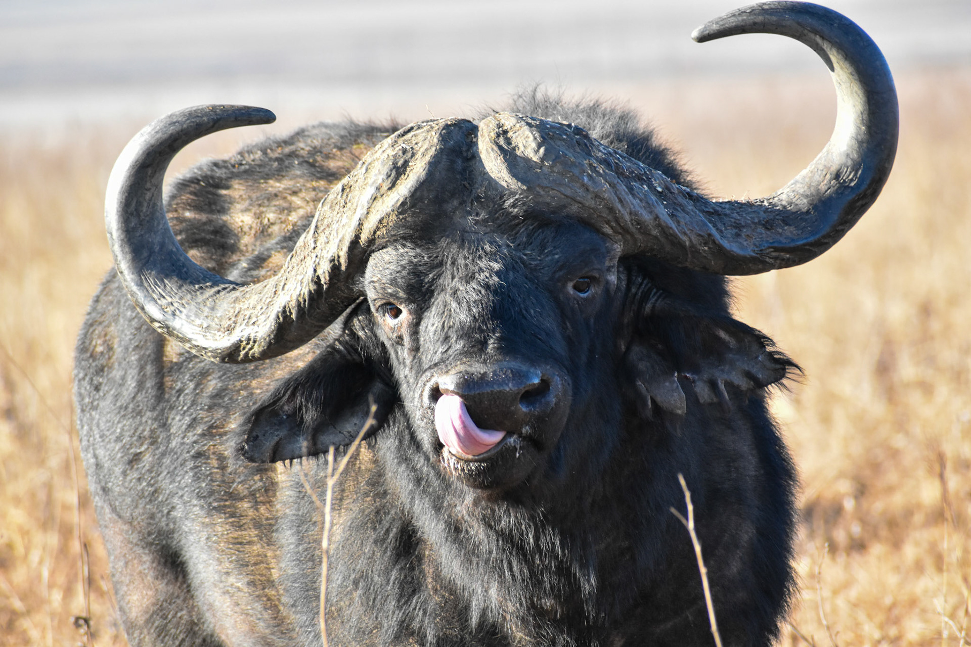 Cape Buffalo/Kaapse Buffel