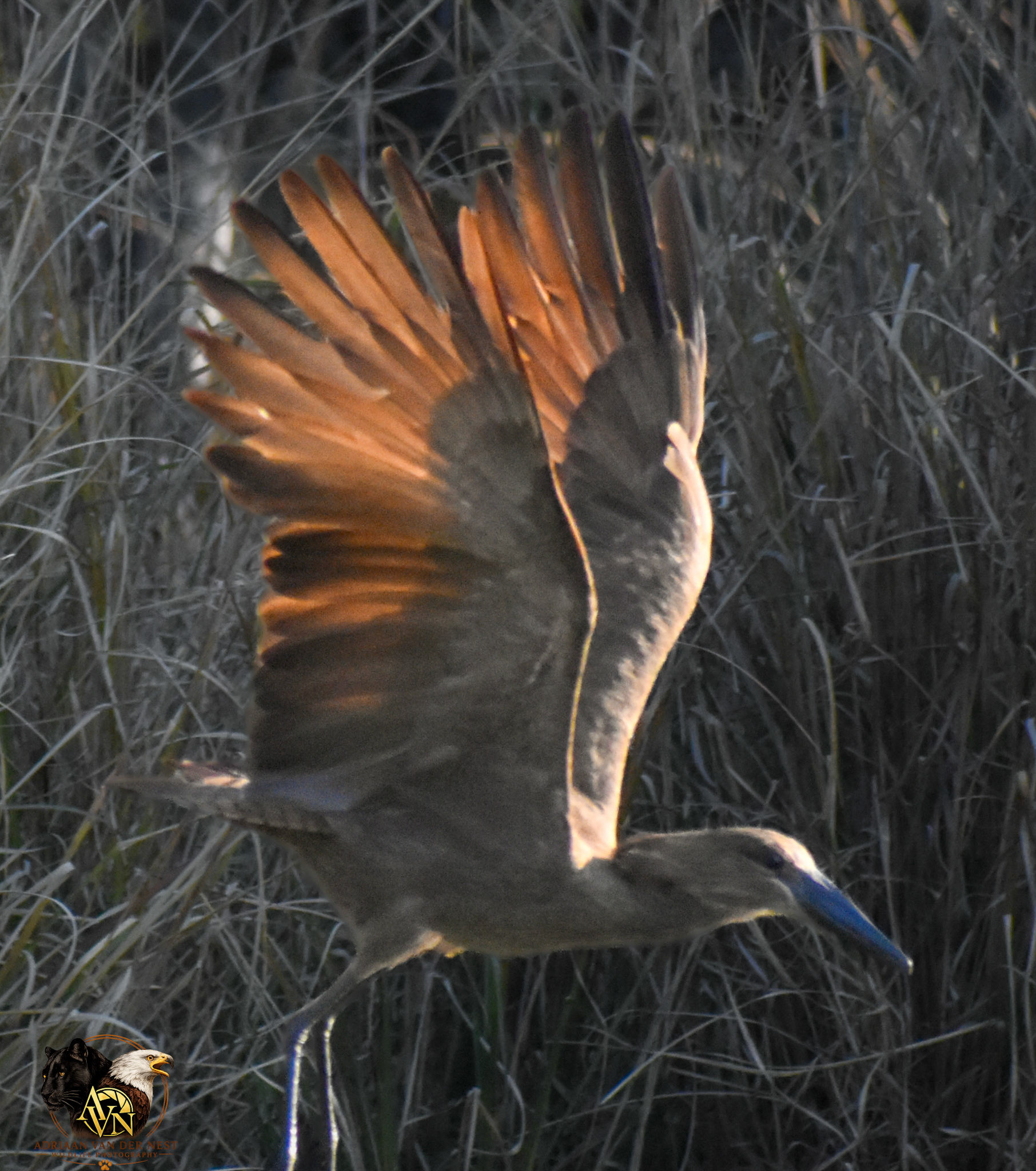 Hamerkop