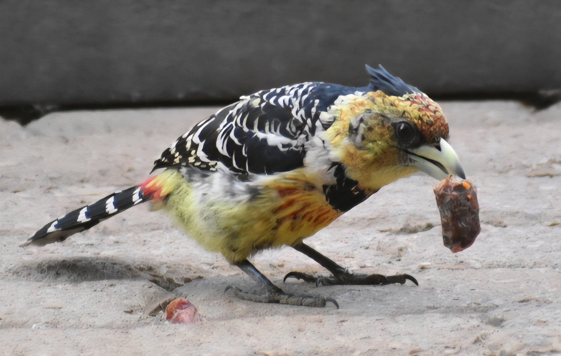Crested Barbet/Kuifkop Houtkapper