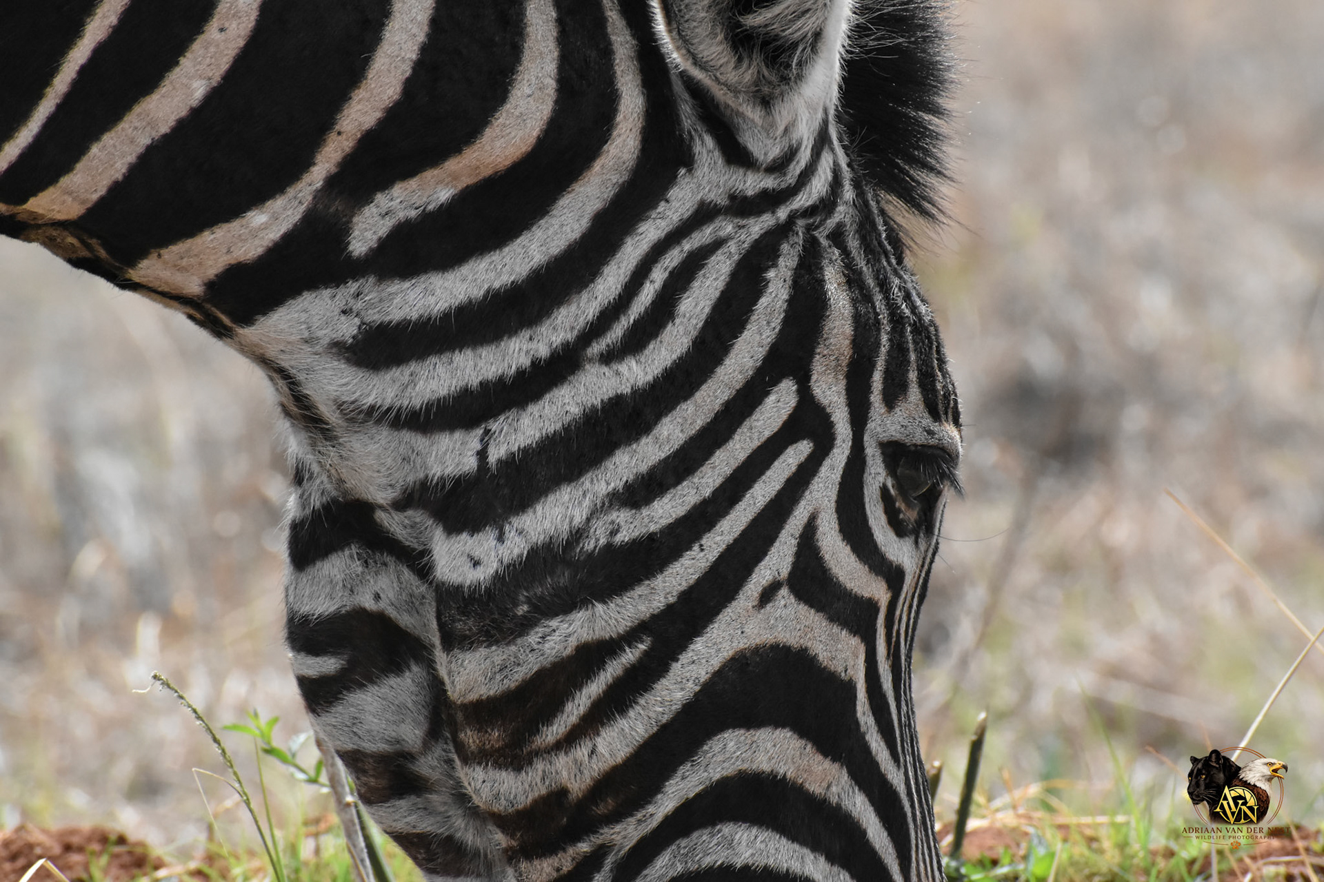 Zebra