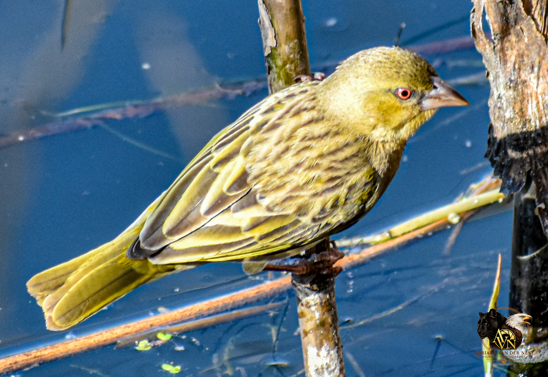 Village Weaver/Bontrugwewer