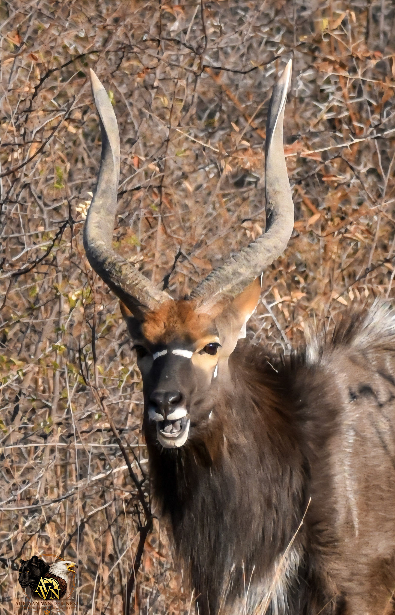 Nyala