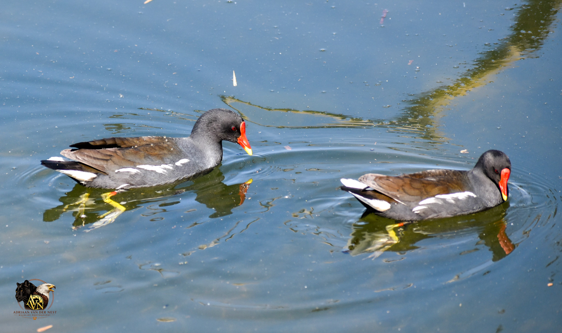 Common Moorhen