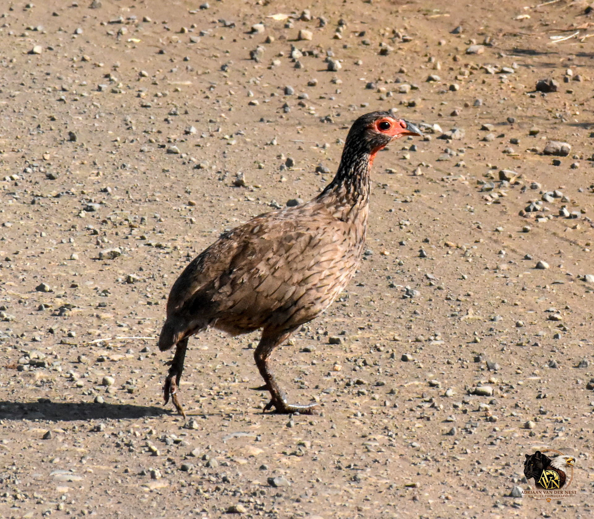 Swainson's Spurfowl