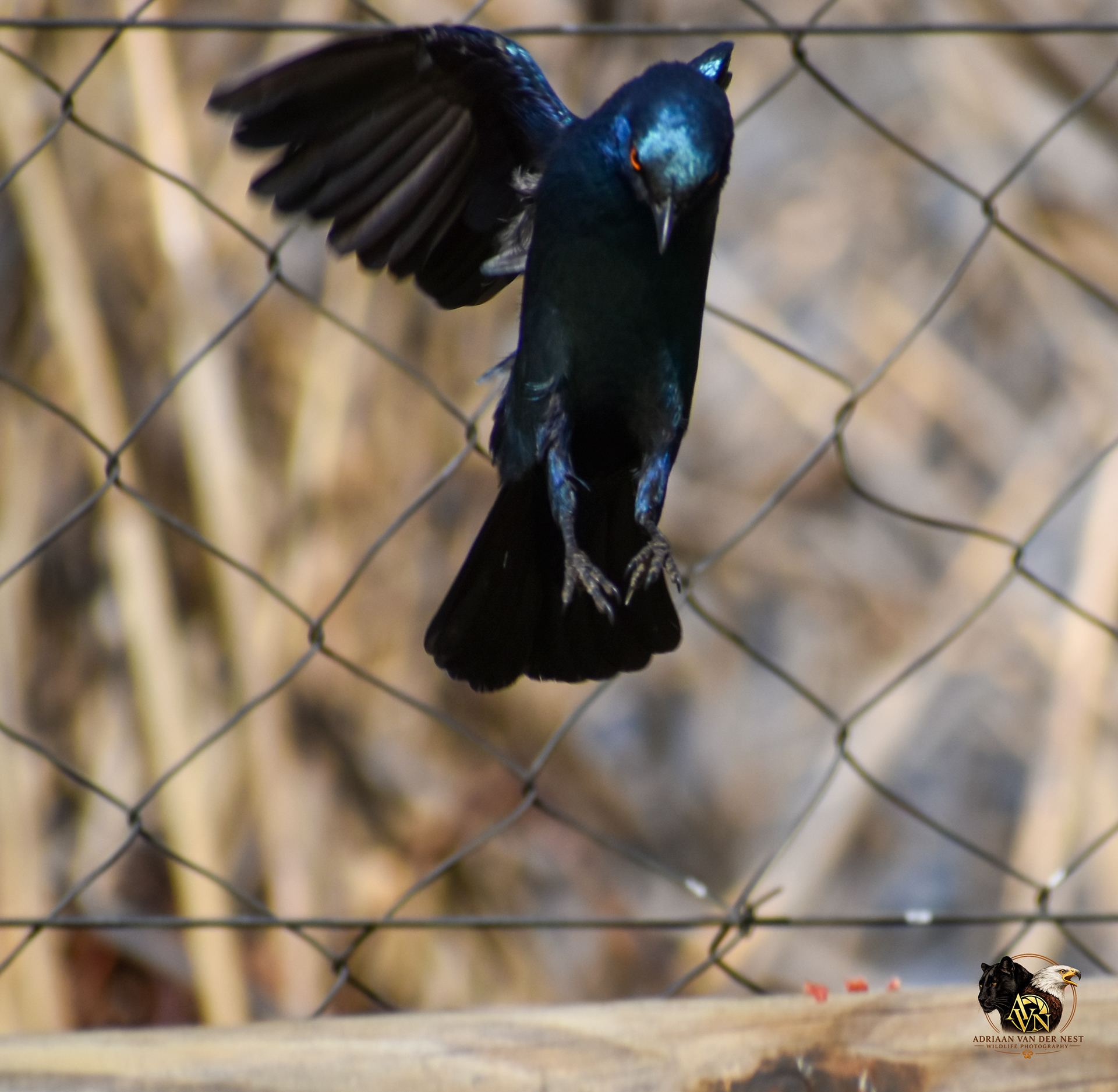 Burchell's Starling/Grootglansspreeu