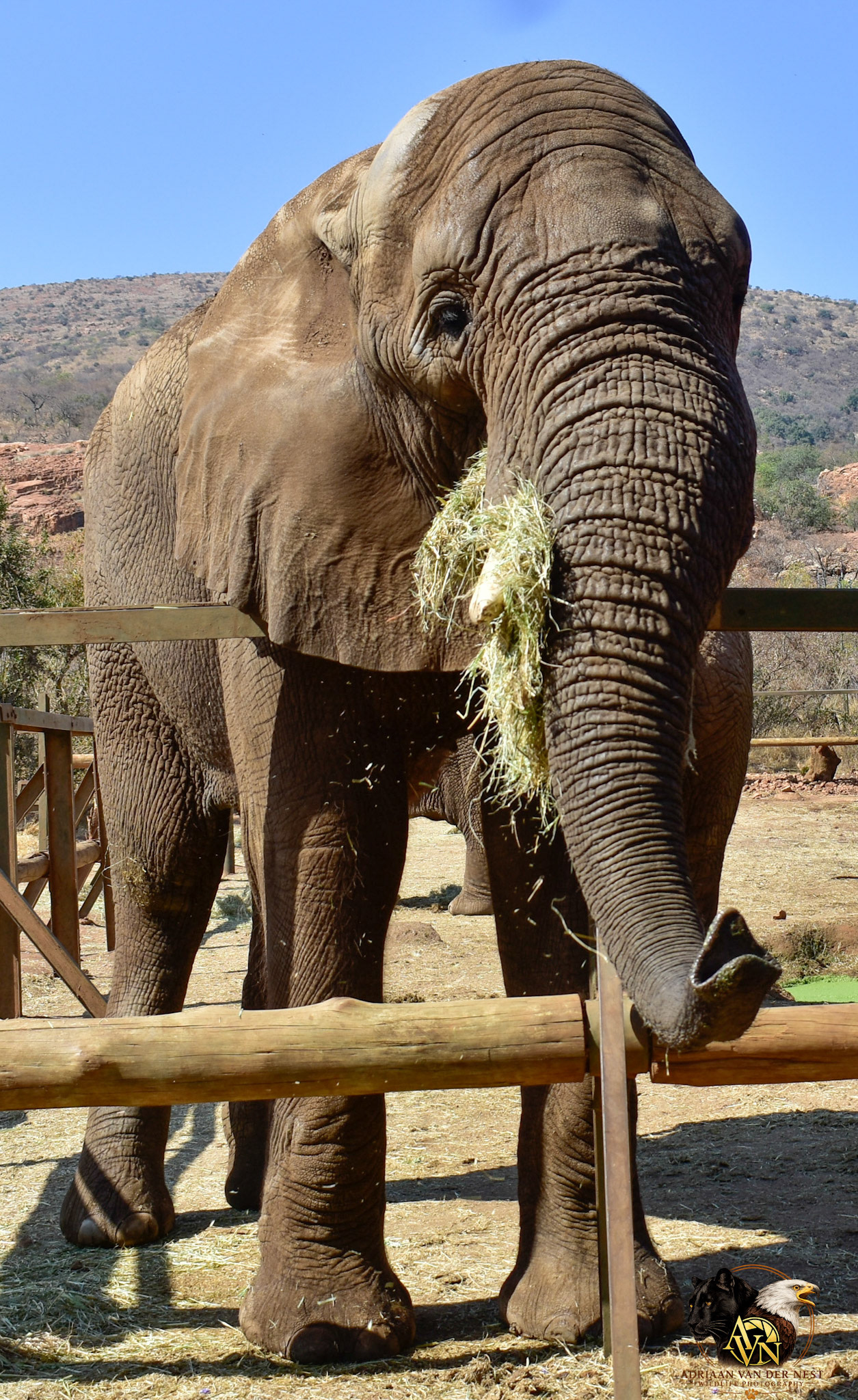 Elephant/Olifant