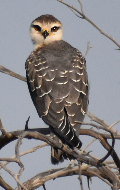 Black-Winged-Kite/Blou Valk