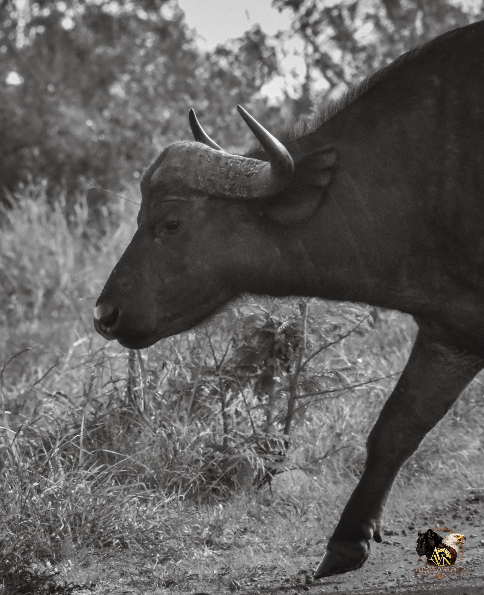 African Buffalo