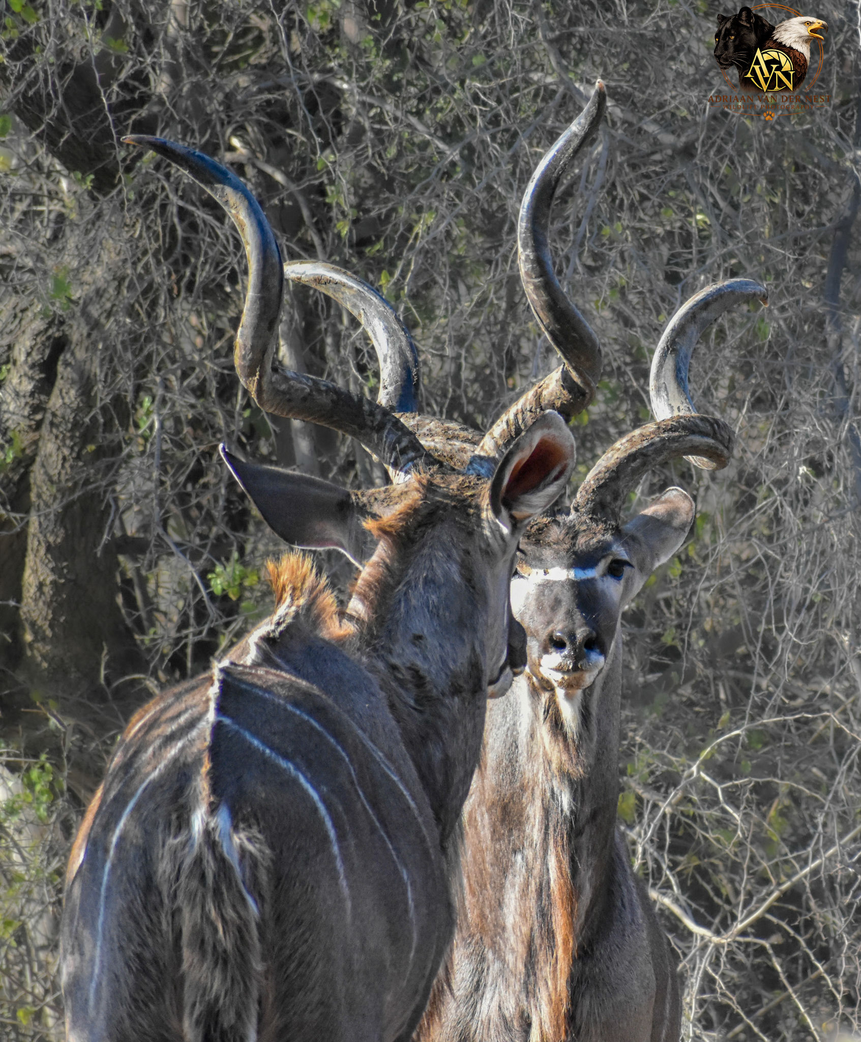 Kudu