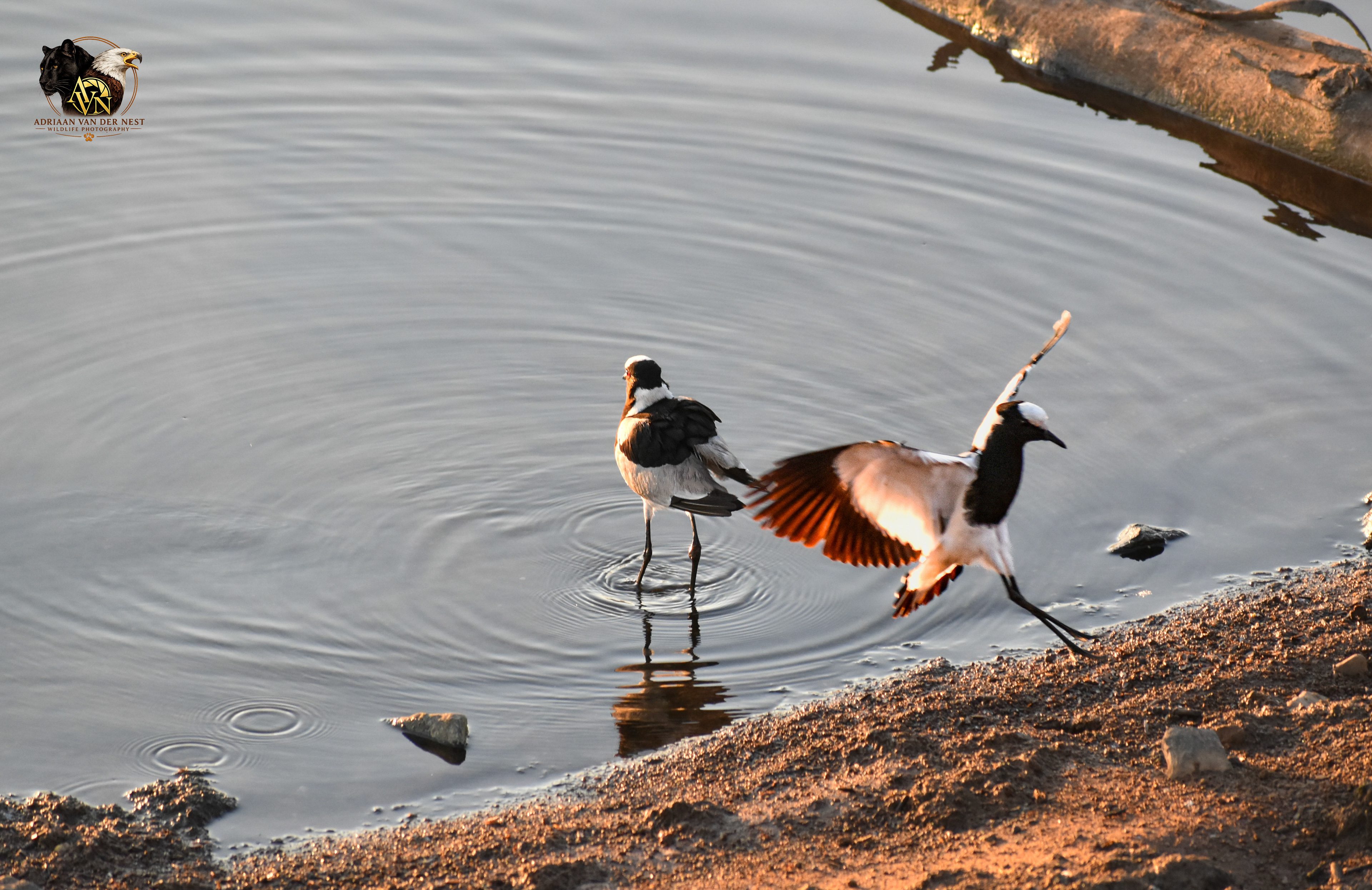 Blacksmith Lapwing/Bont Kiewiet