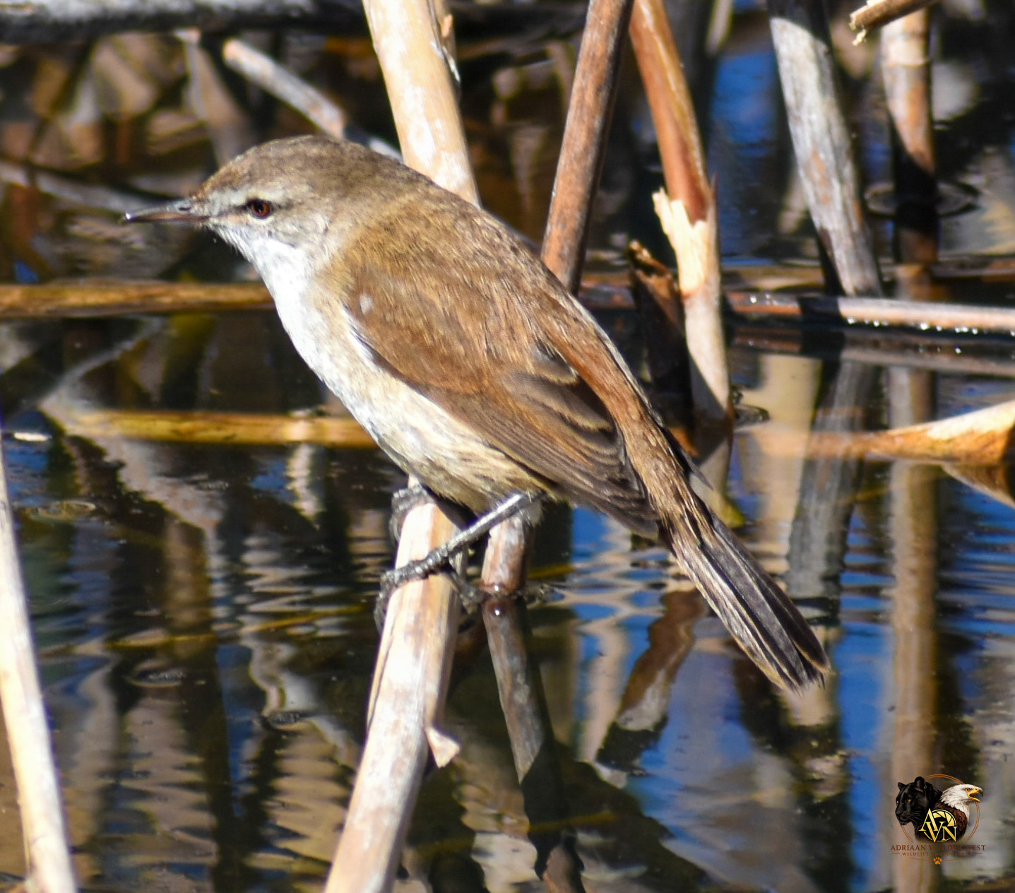 Lesser swamp warbler