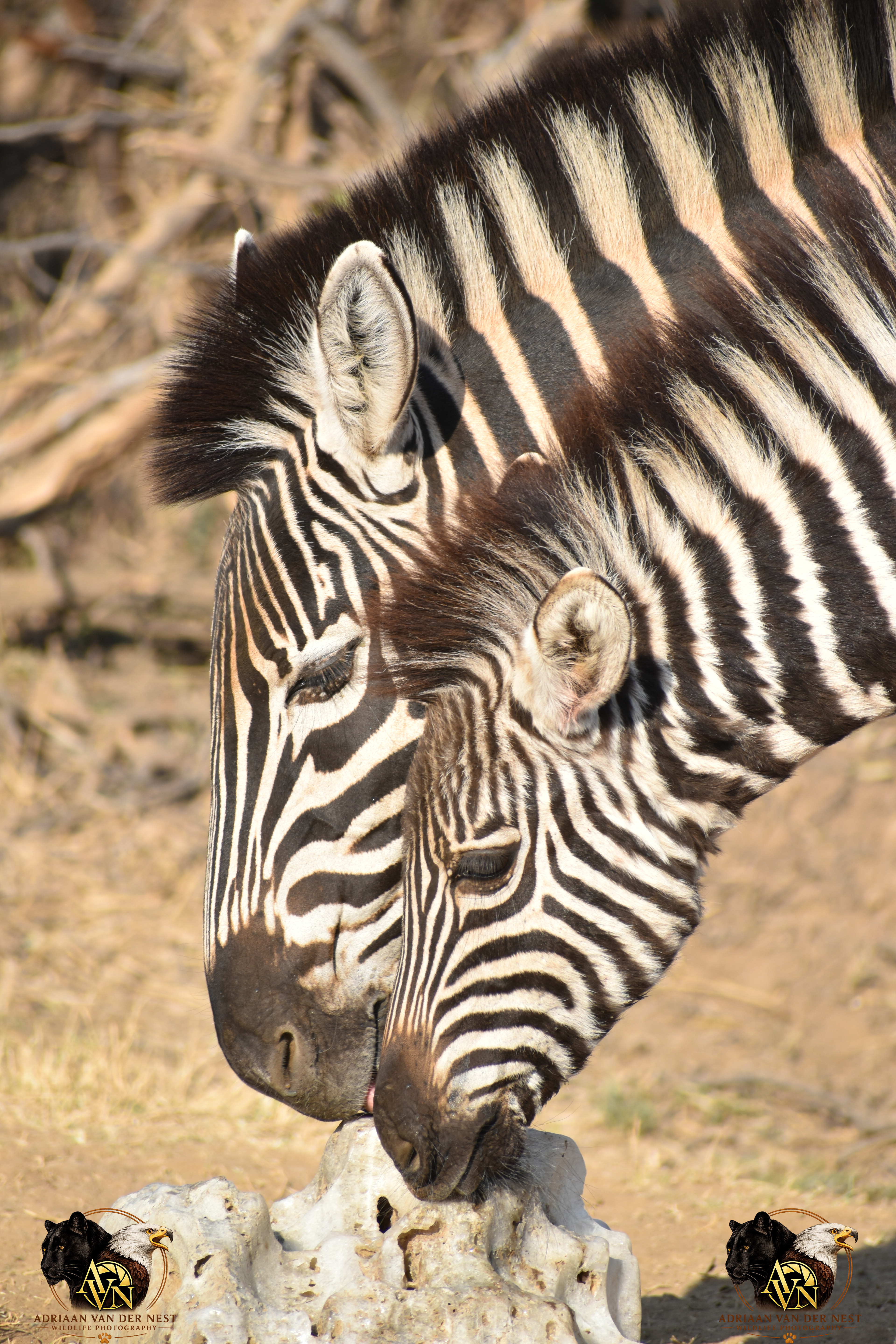 Zebra