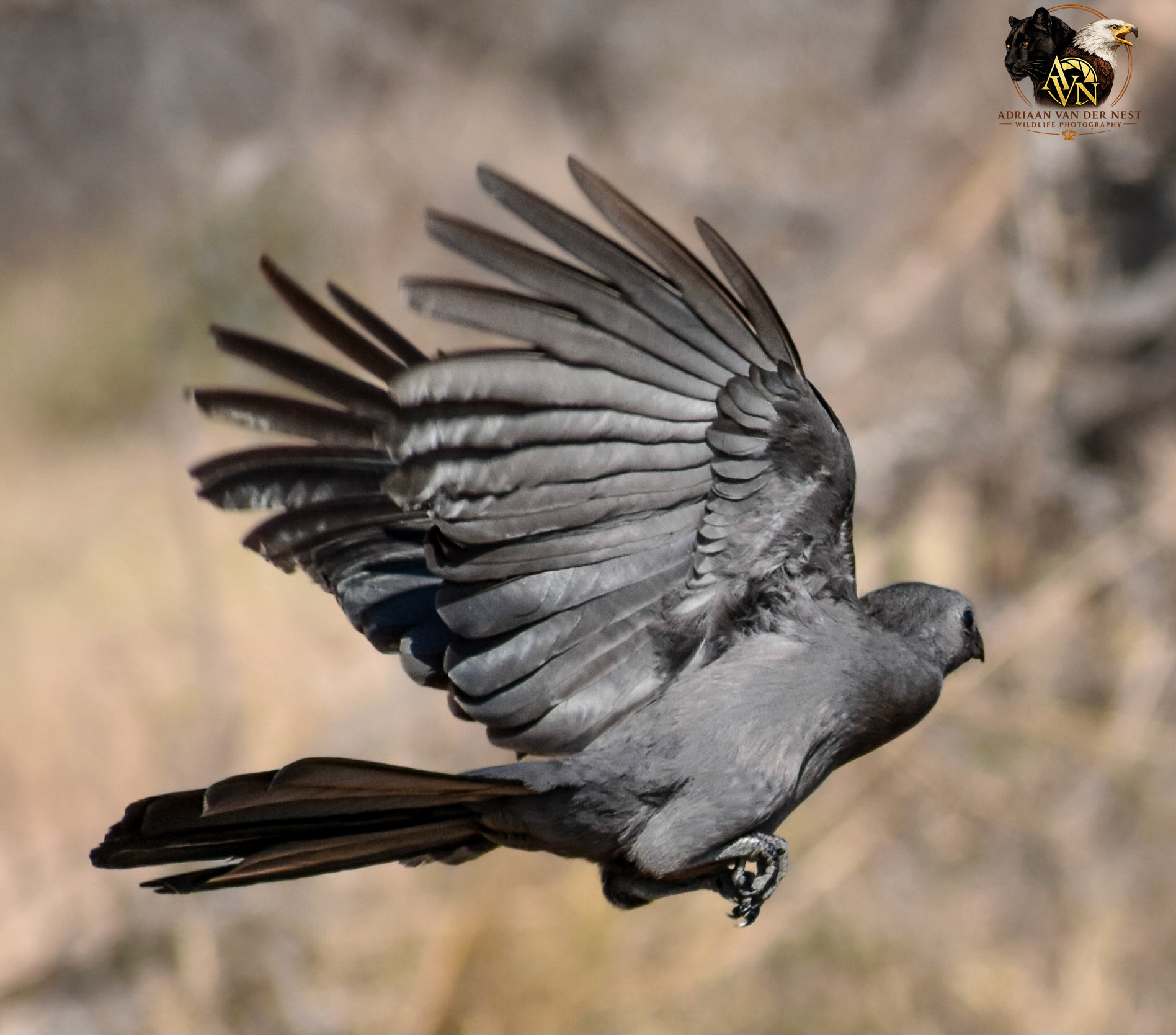 Grey-Go-Away-Bird/Grys-Kwê-Voel