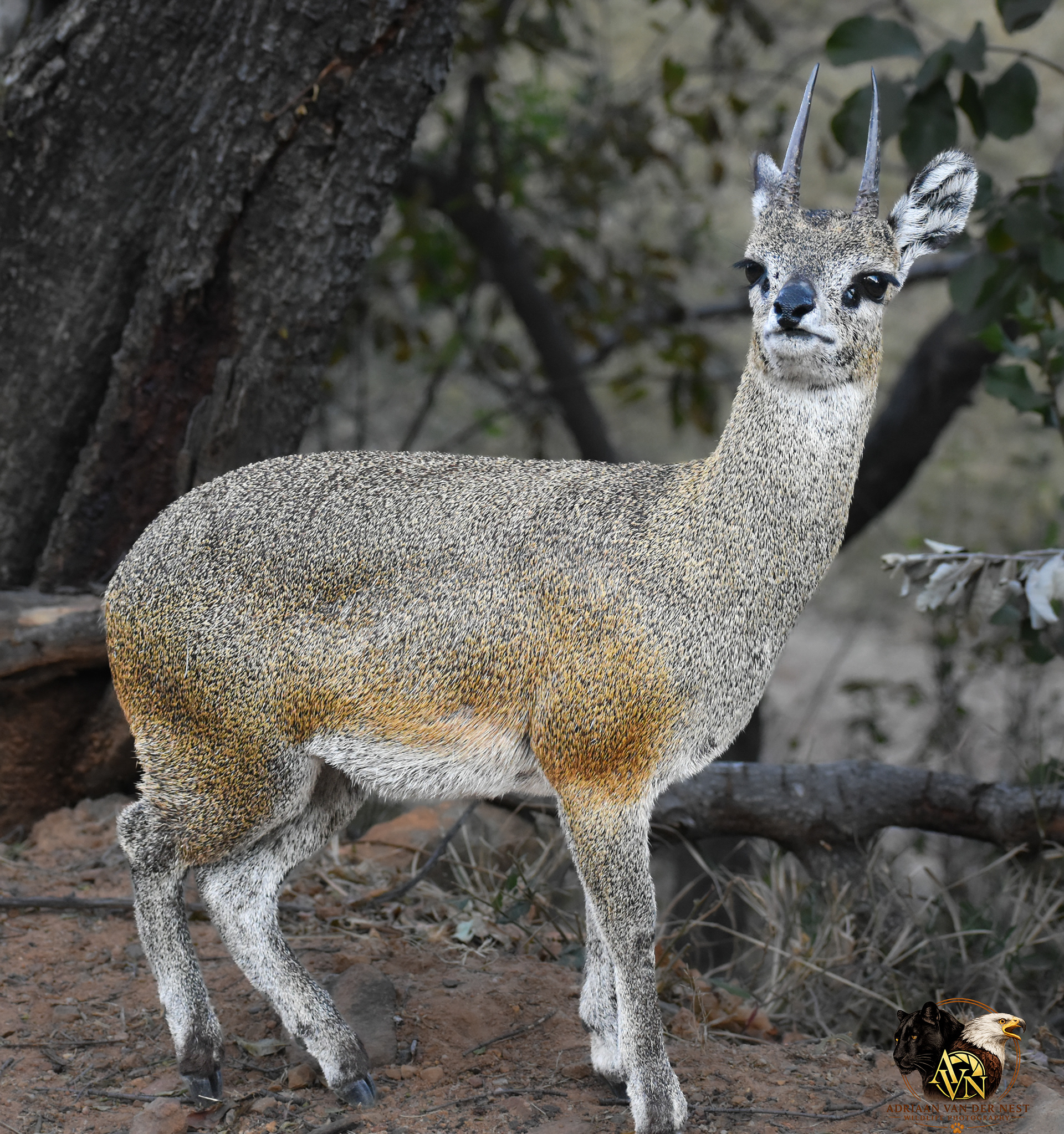 Klipspringer
