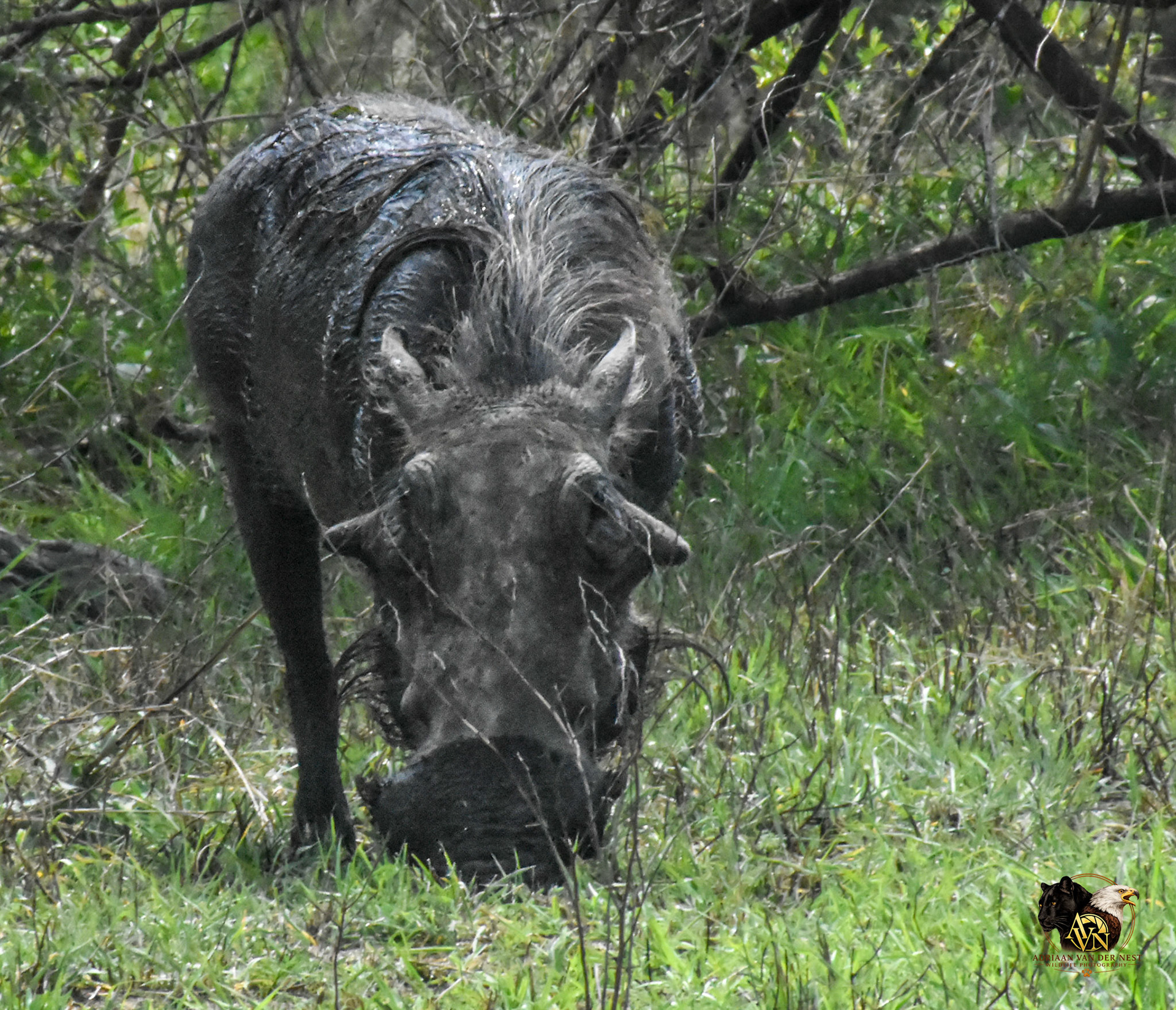 Warthog