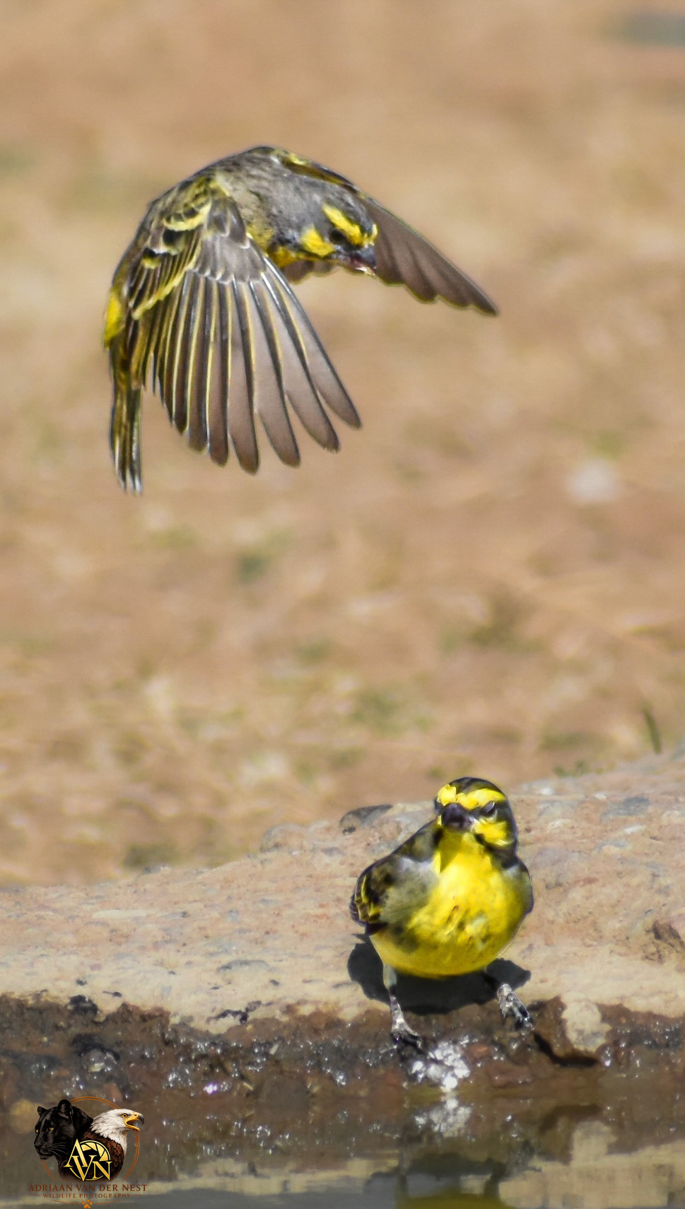 Yellow Fronted Canary/Geeloogkanarie