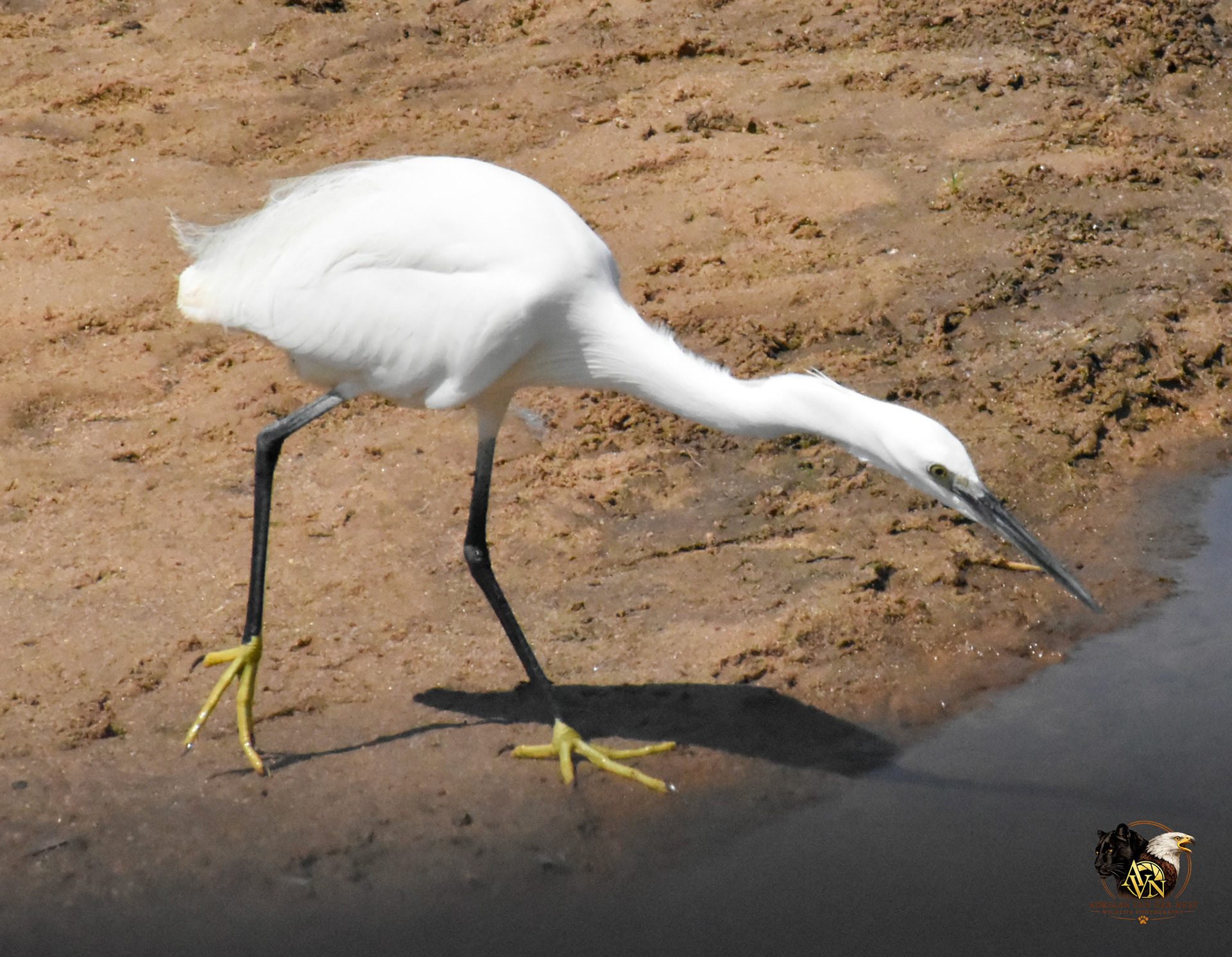 Little Egret