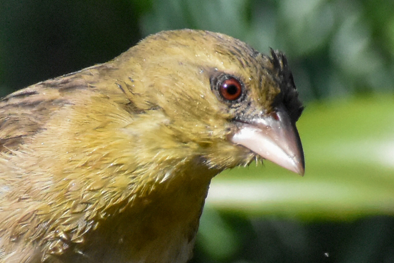 Southern Masked Weaver/Swartkeel Geelvink