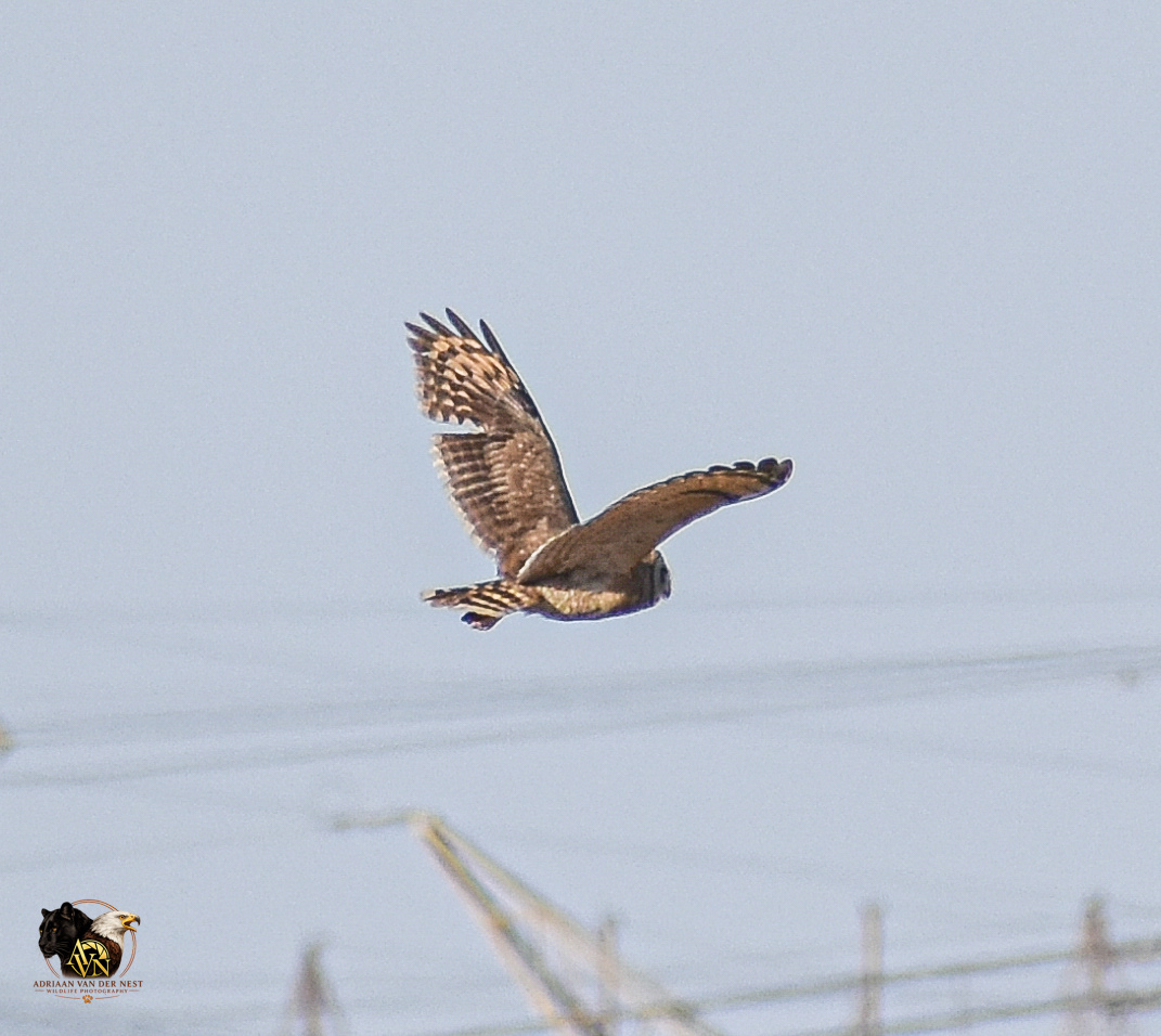 African marsh Owl/Vlei Uil