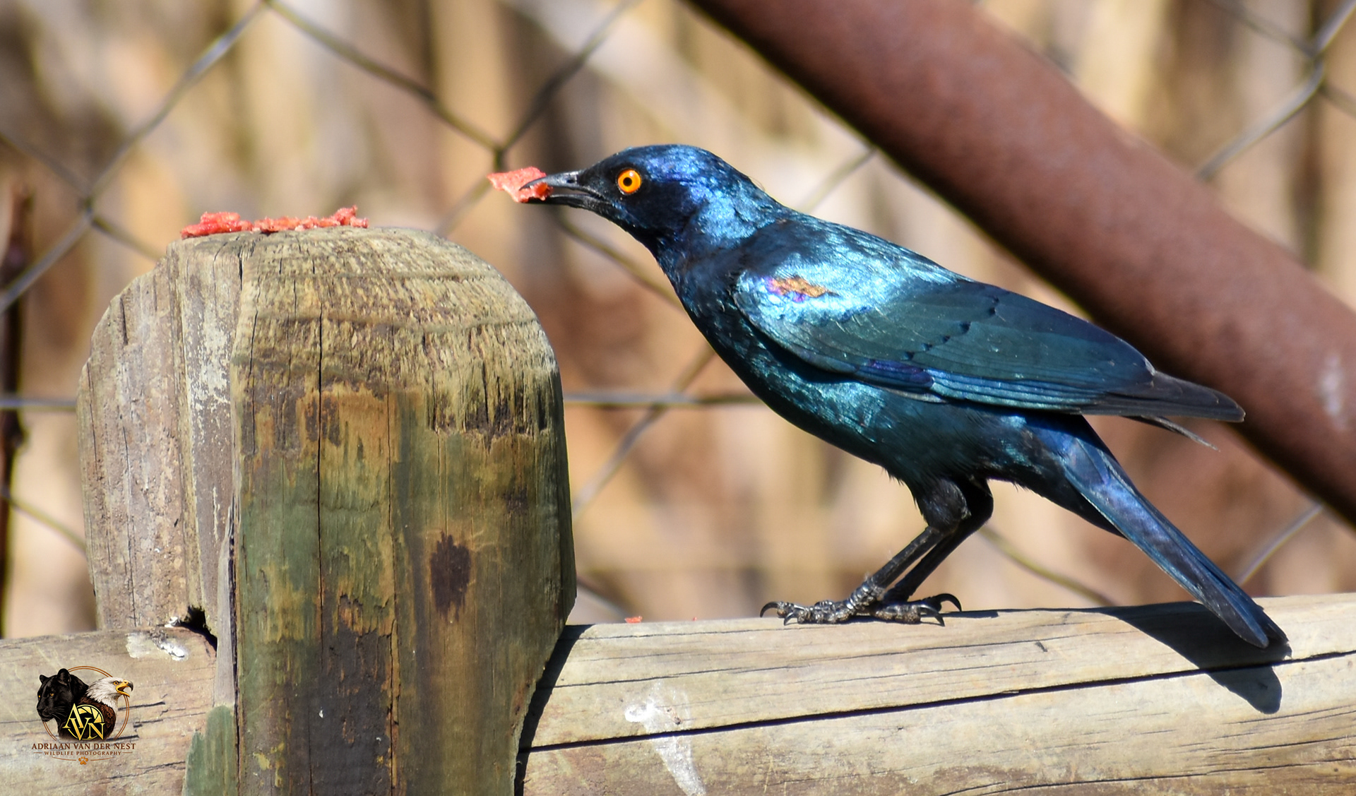 Burchell's Starling/Grootglans spreeu