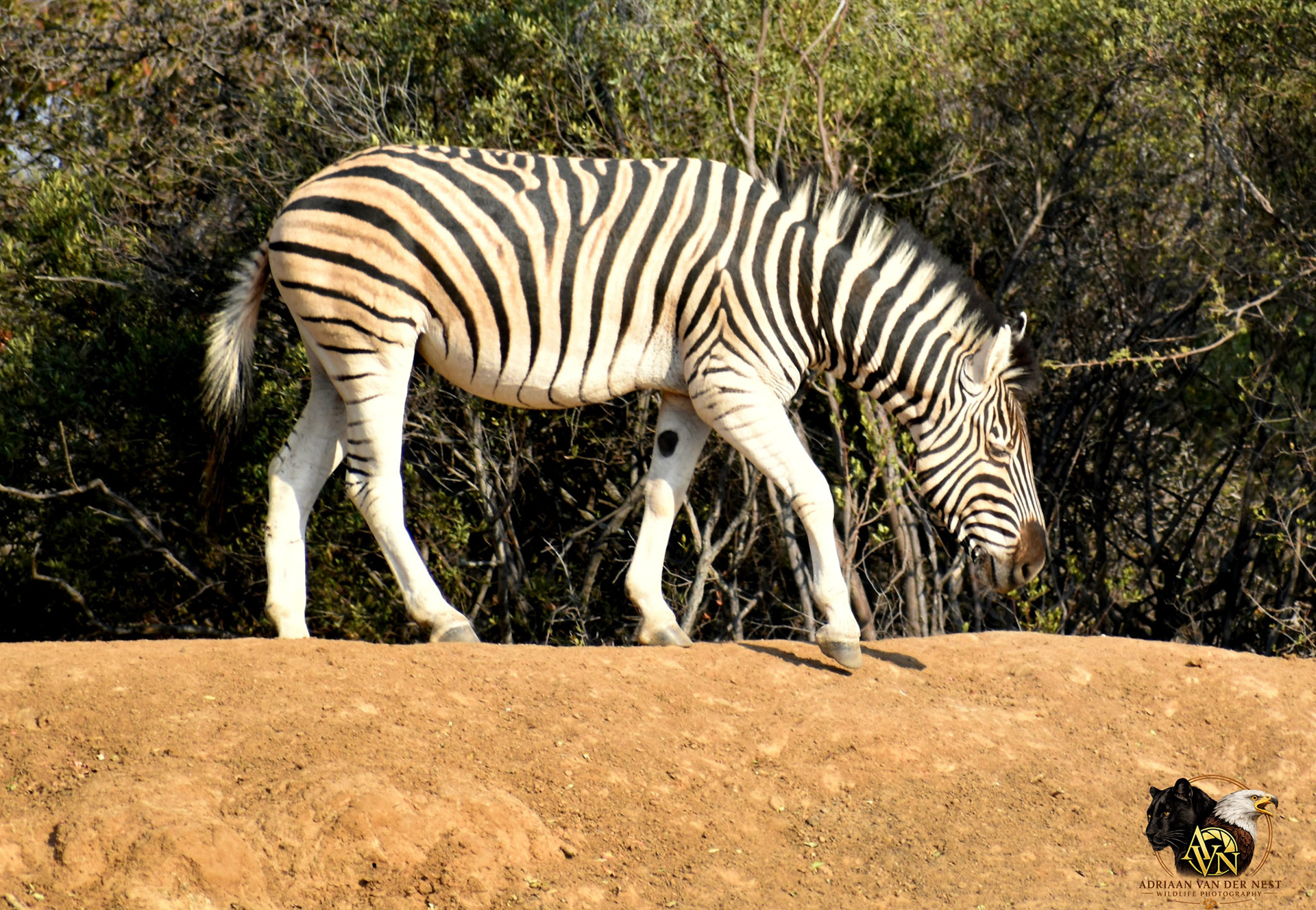 Zebra