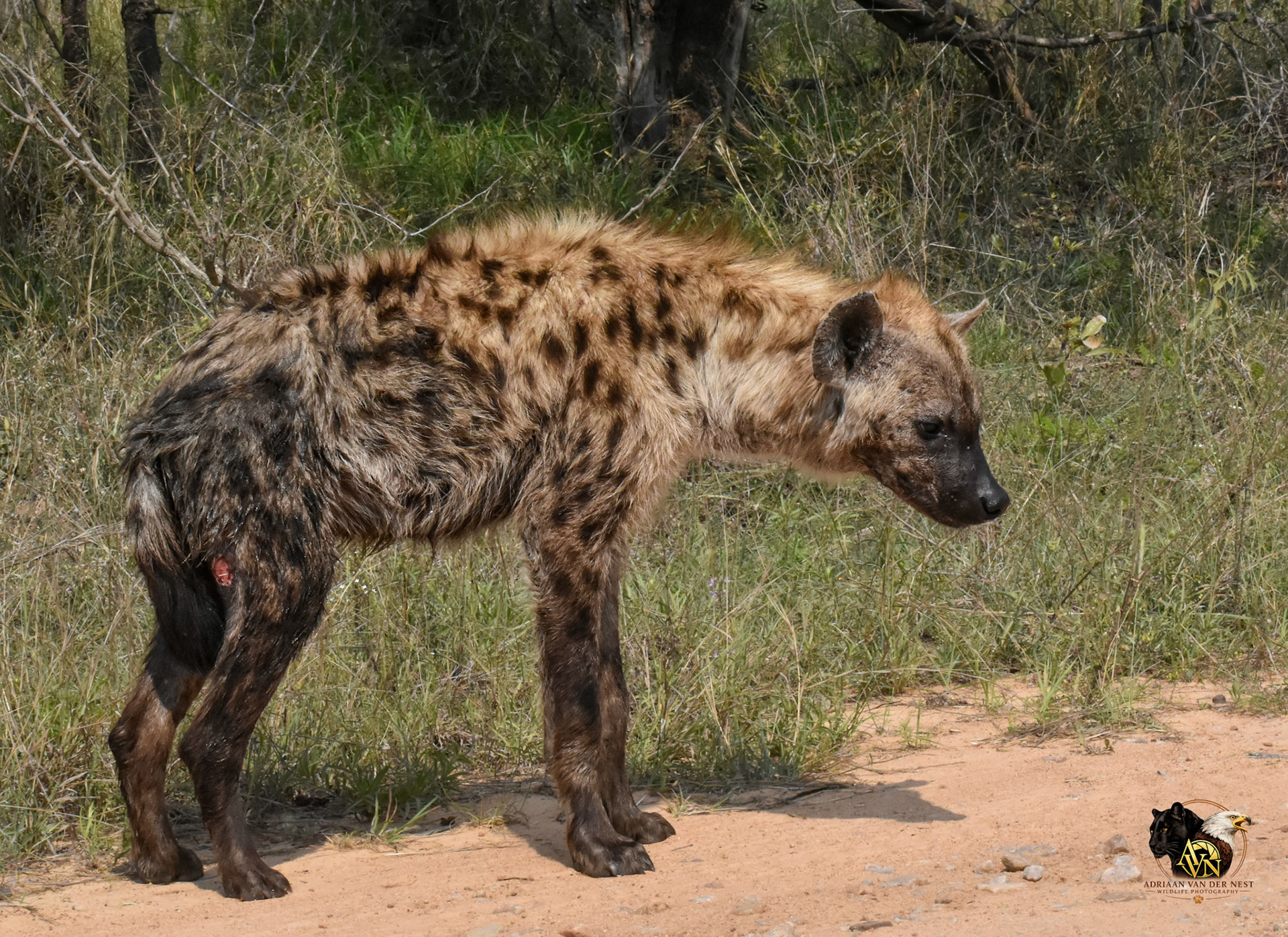 Spotted Hyena