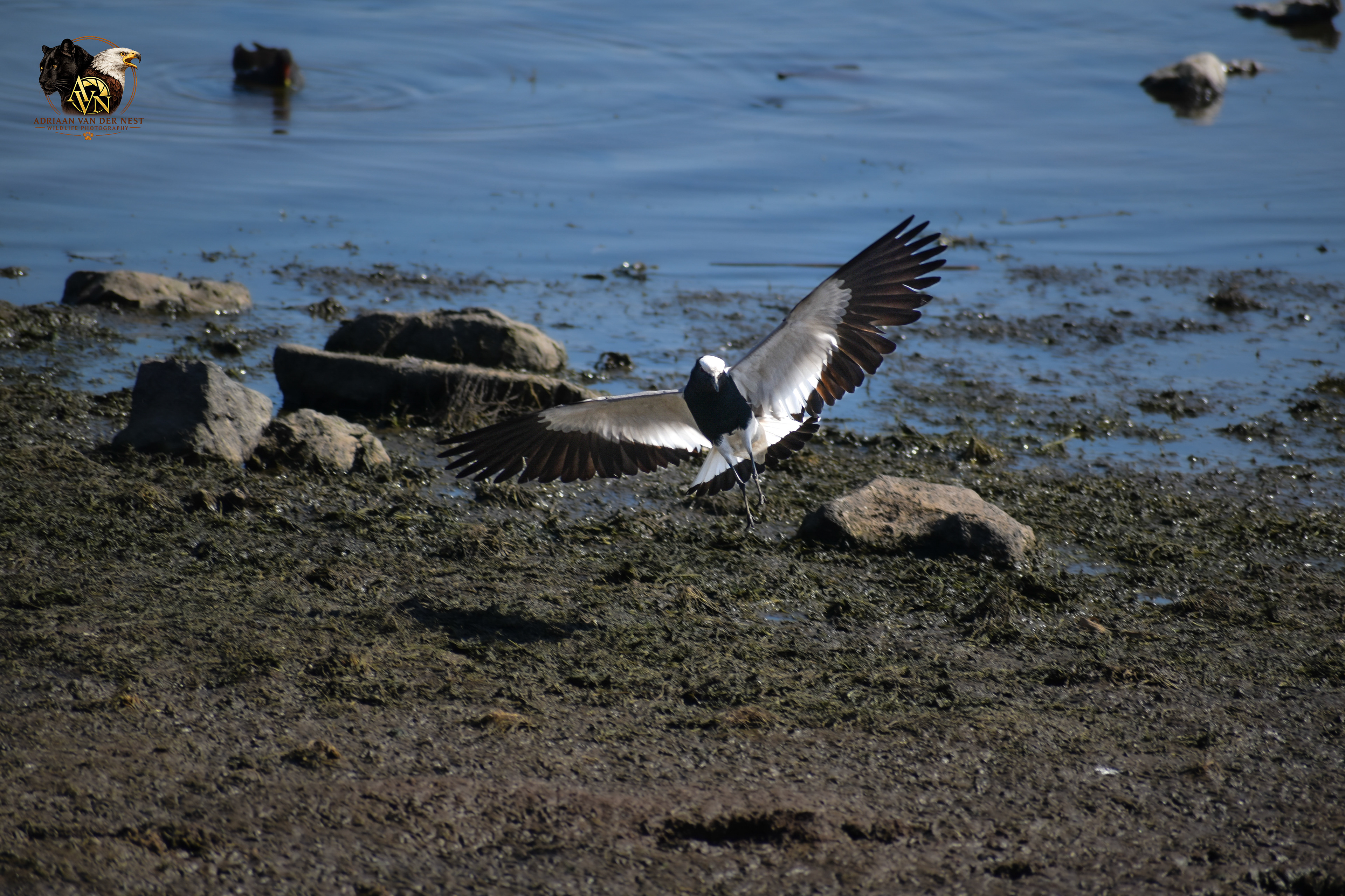 Blacksmith Lapwing/Bont Kiewiet