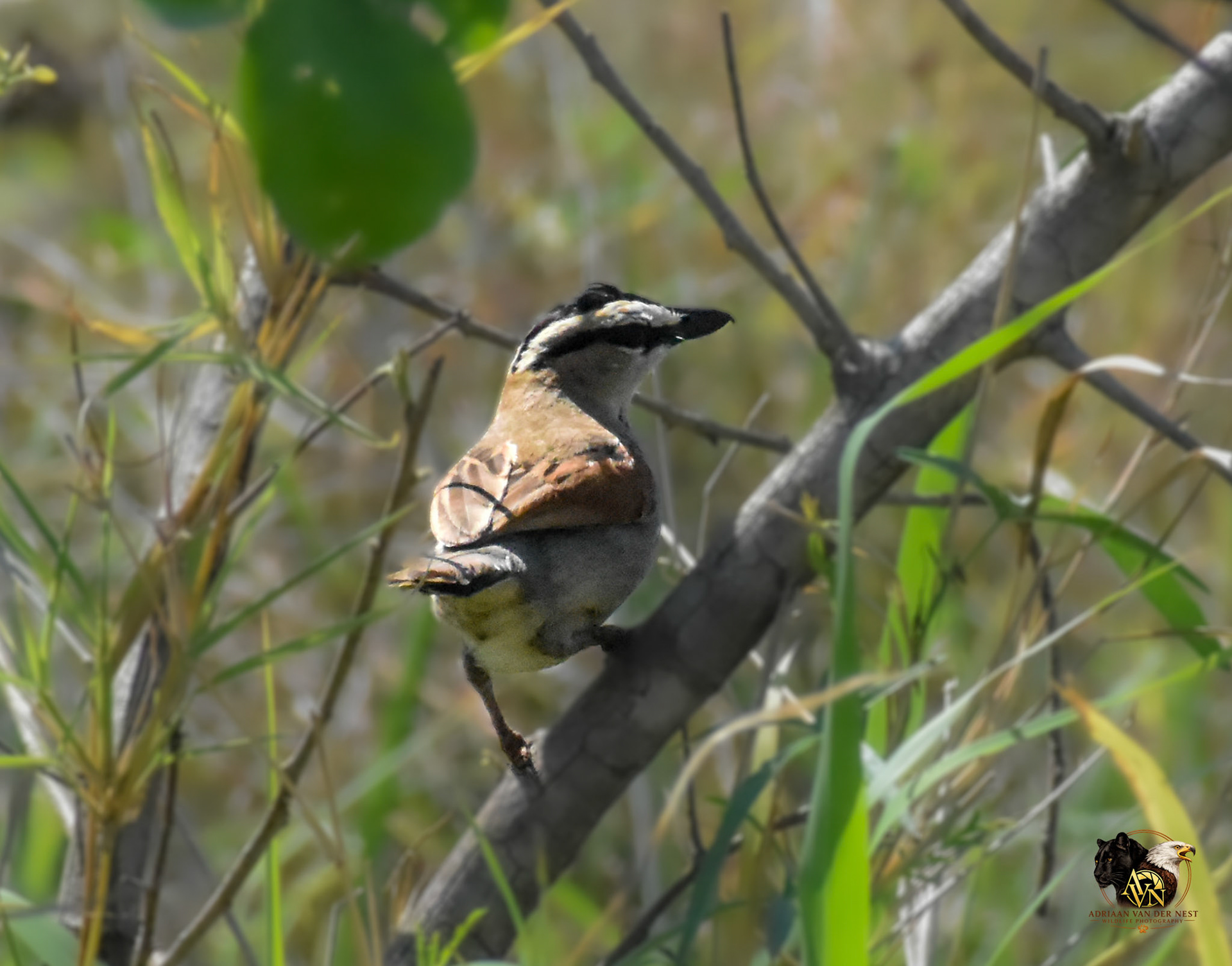 Black-Crowned-Tchagra