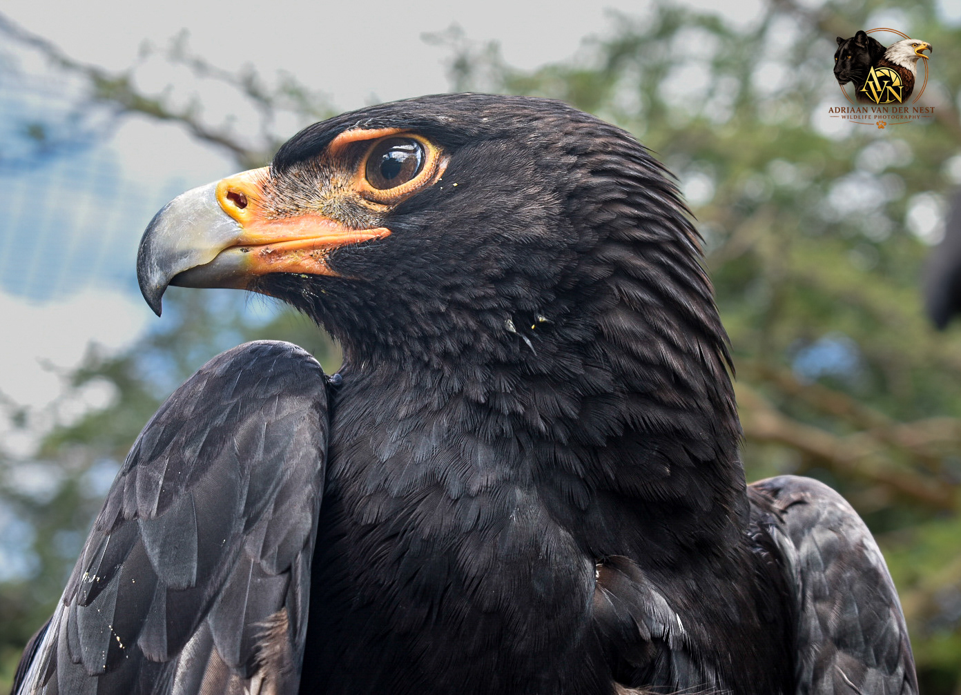 Verreaux,s Eagle/Witkruis Arend