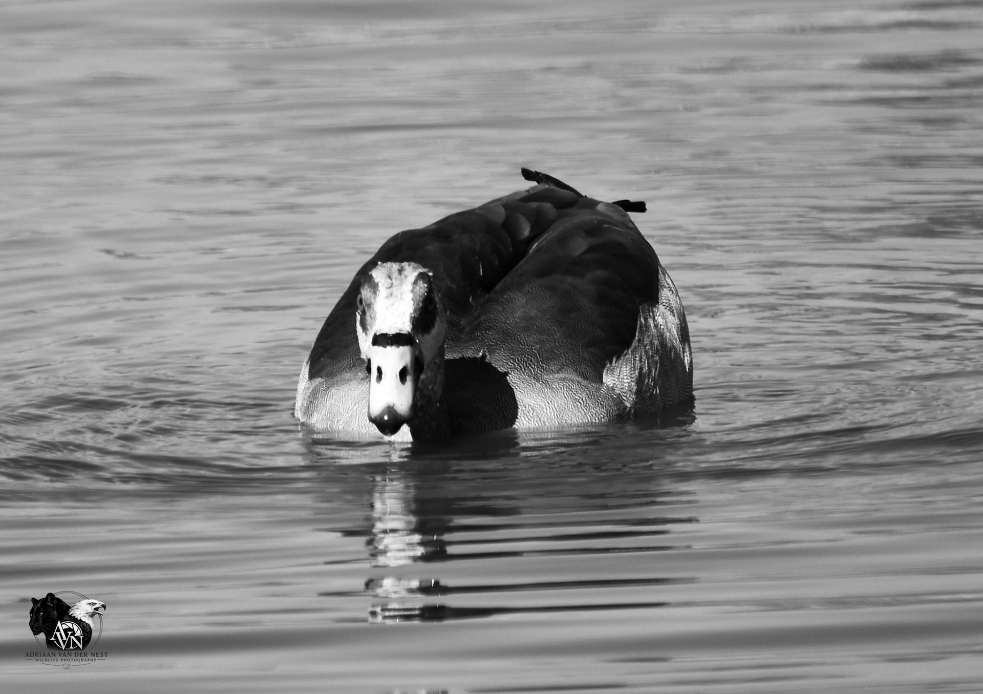 Egyptian Goose