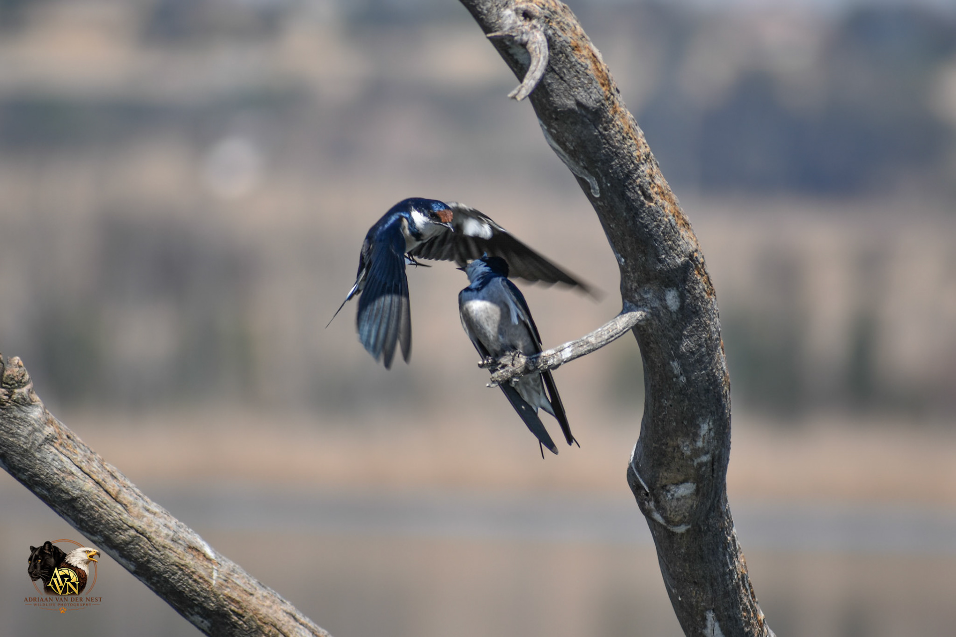 White throated Swallow