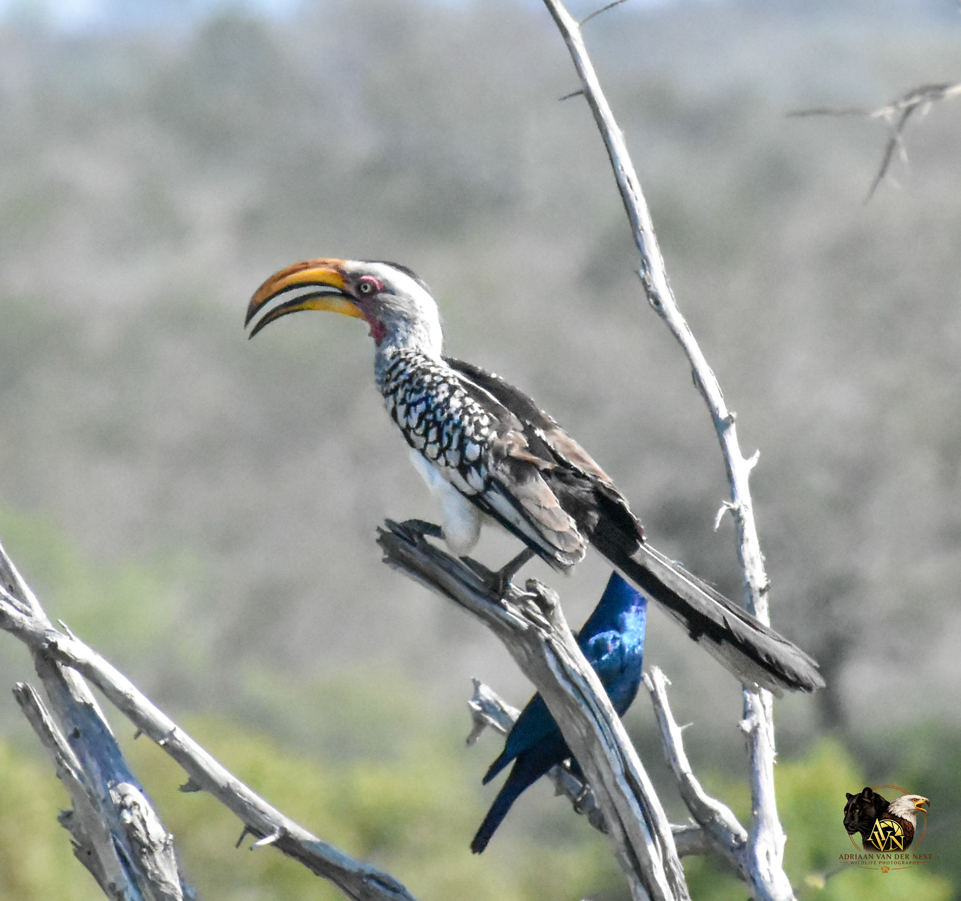 Sothern Yellow Billed Hornbill