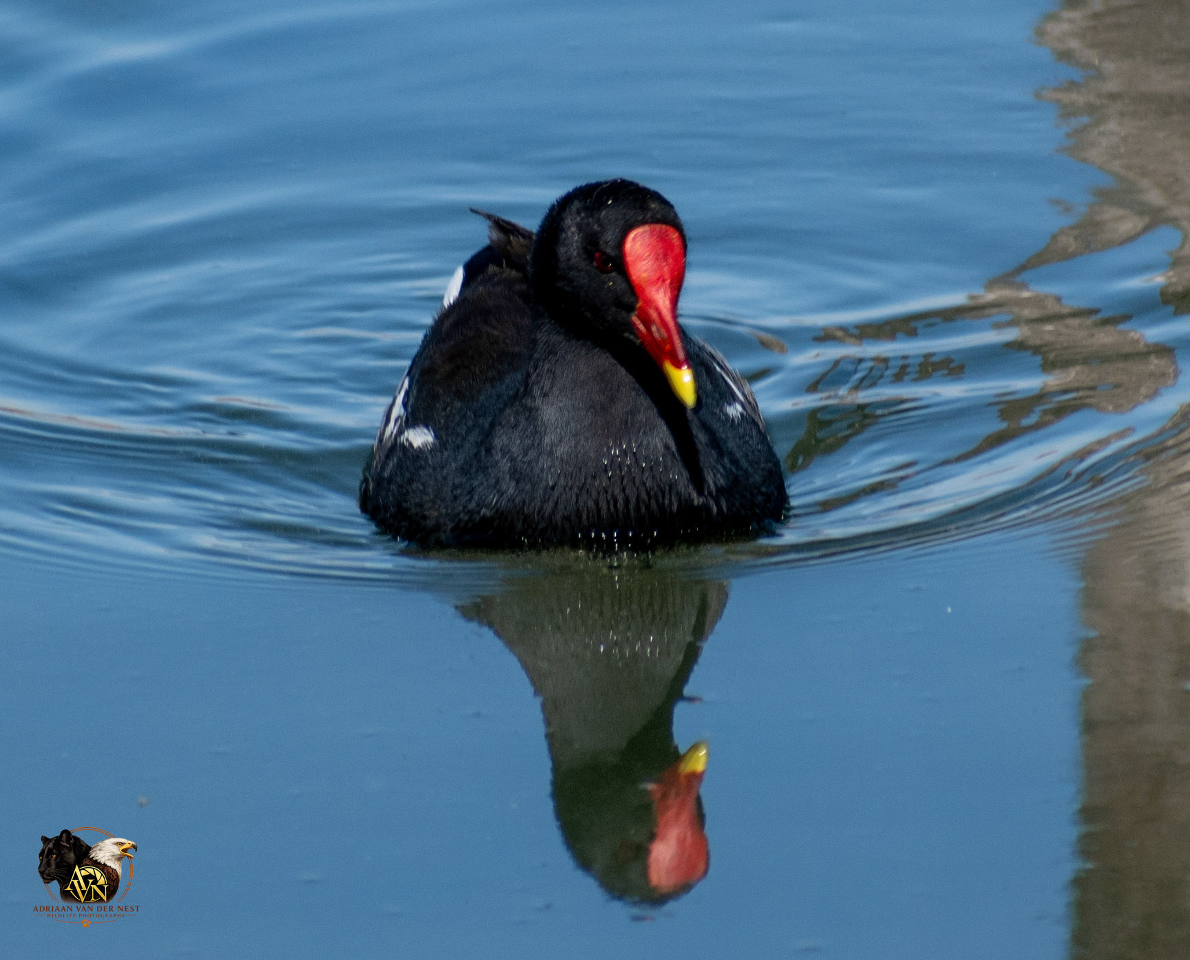 Common Moorhen