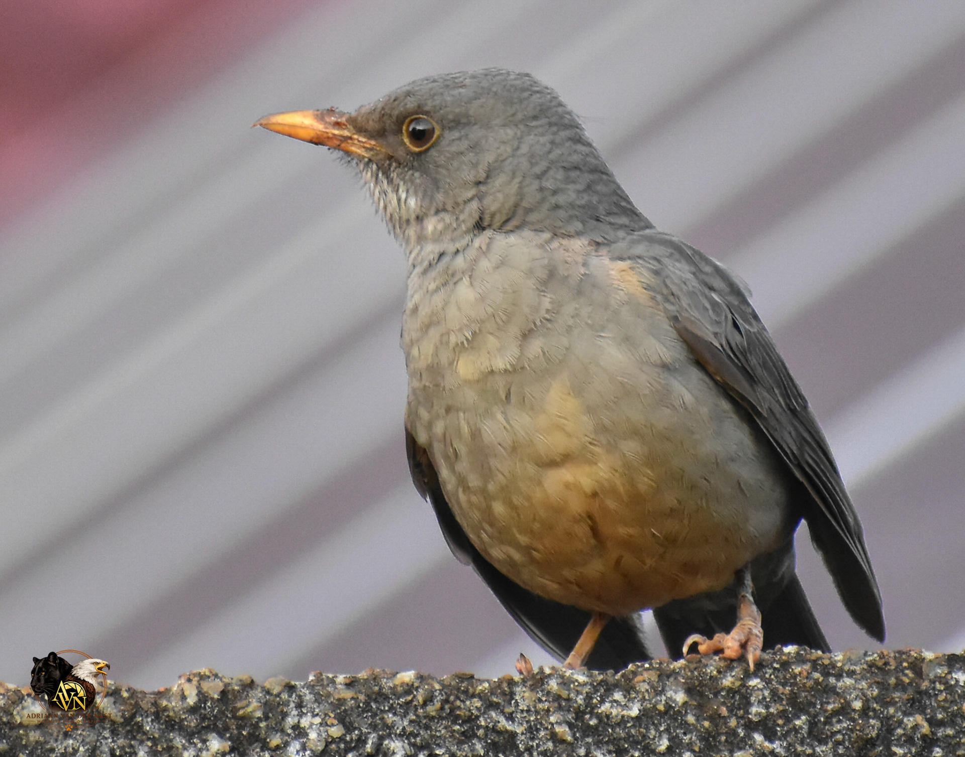Karoo thrush/Olyflyster