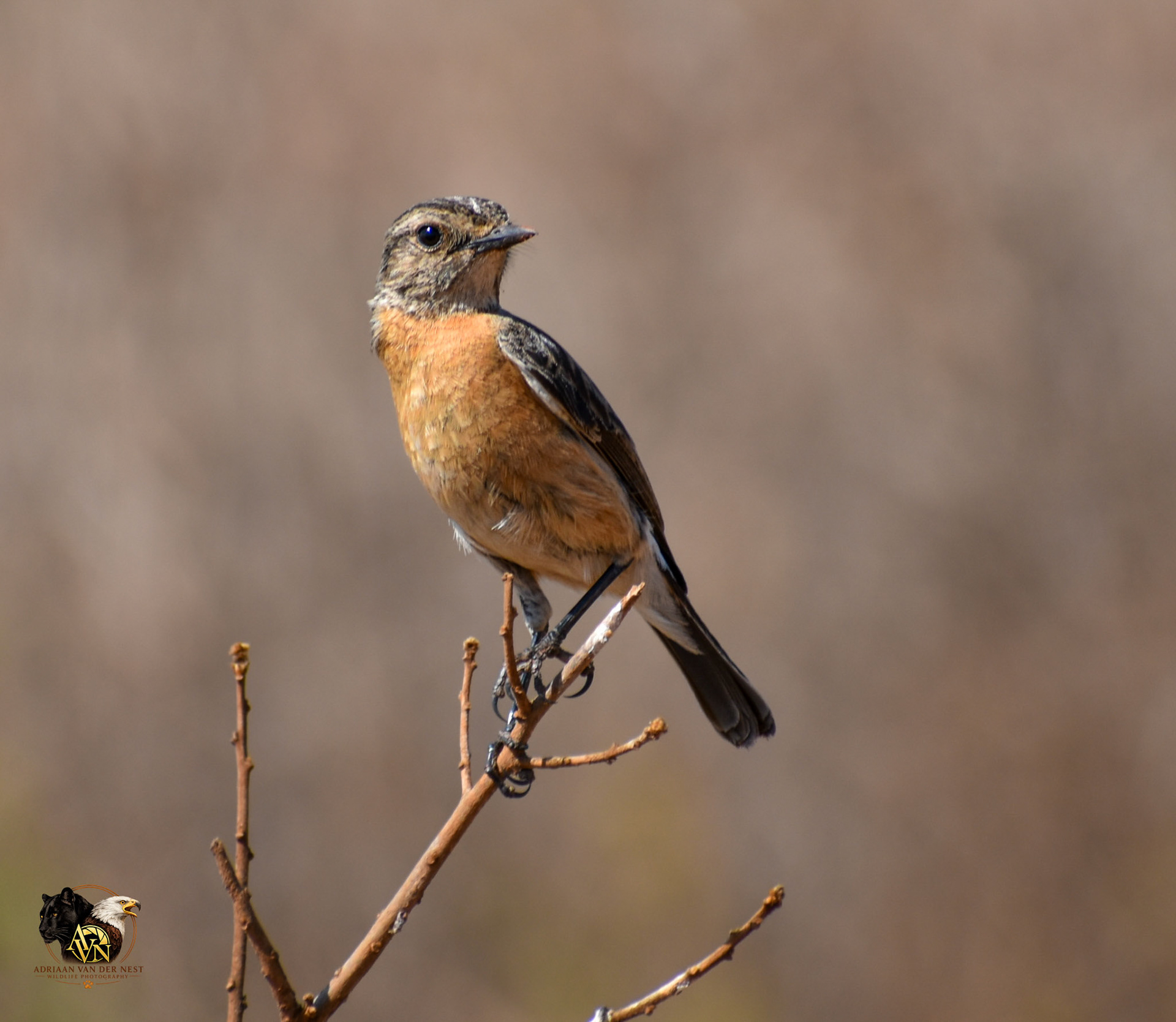 African Stonechat
