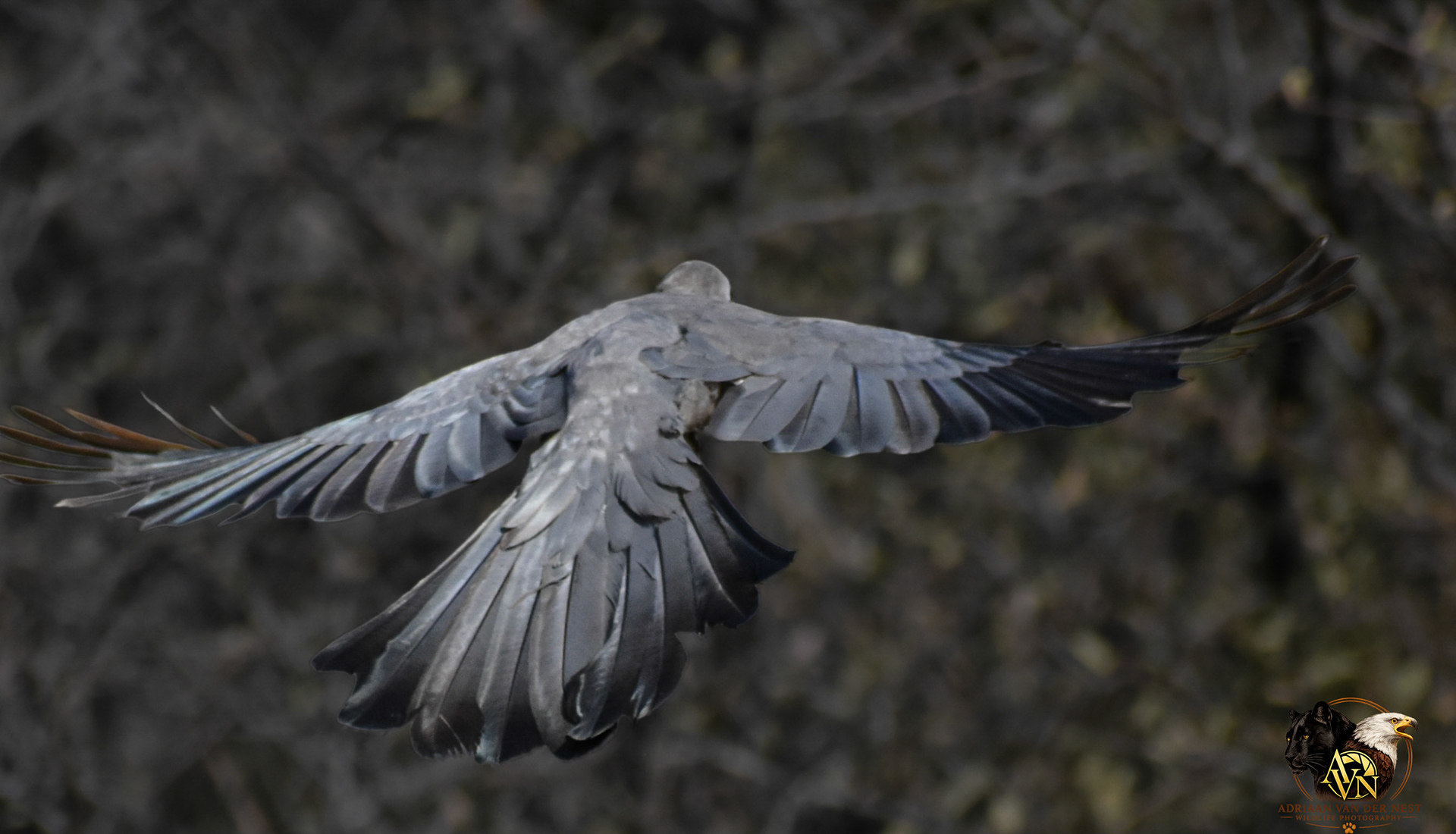 Grey-Go-Away-Bird/Grys-Kwê-Voel