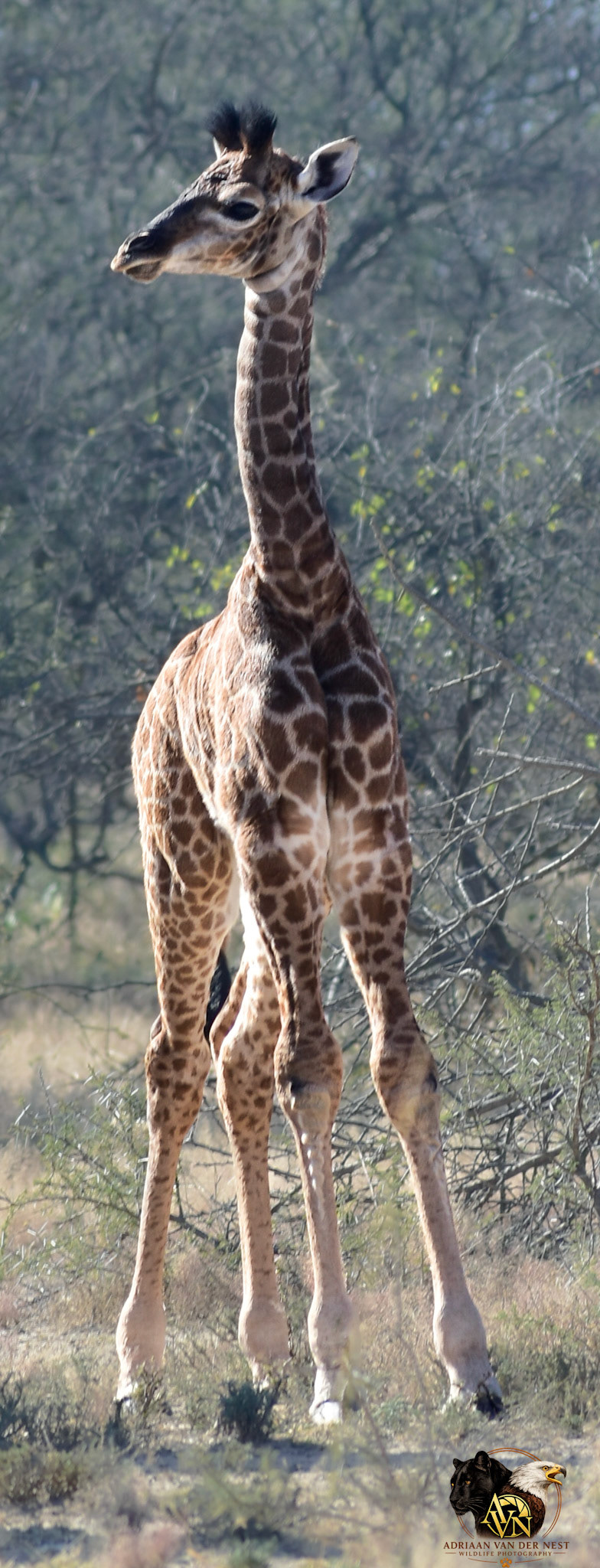 Giraffe Calv/Kameelperd kalf
