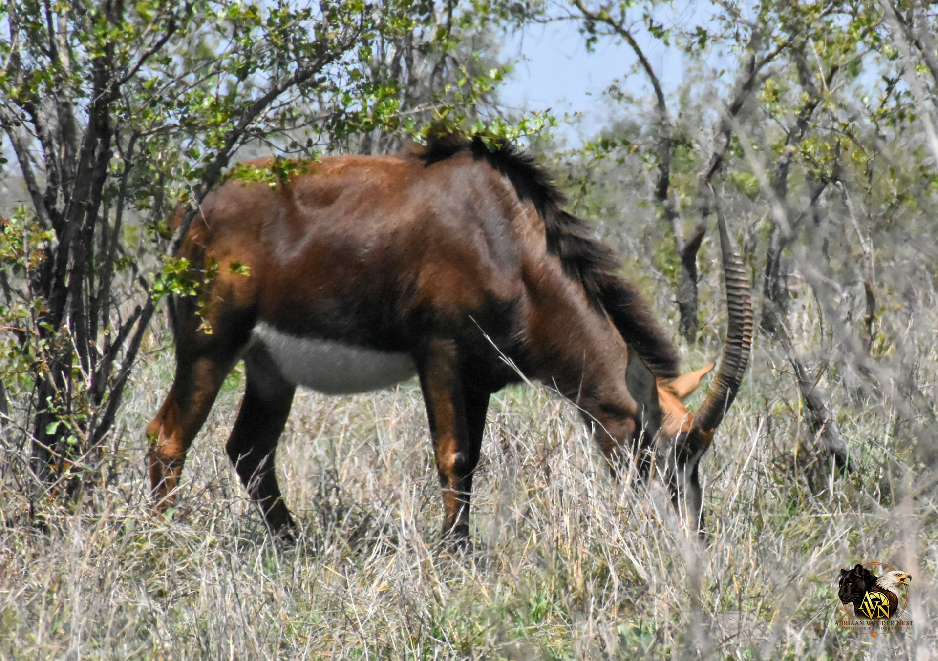 Sable