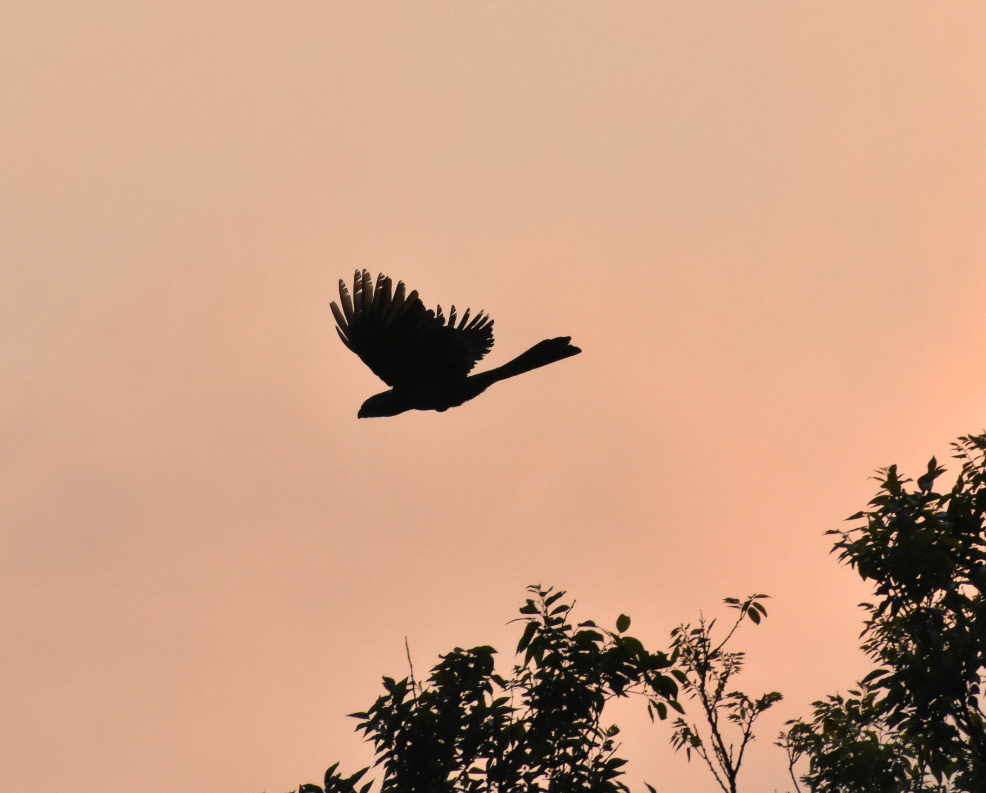 Grey-Go-Away-Bird/Grys-Kwê-Voel