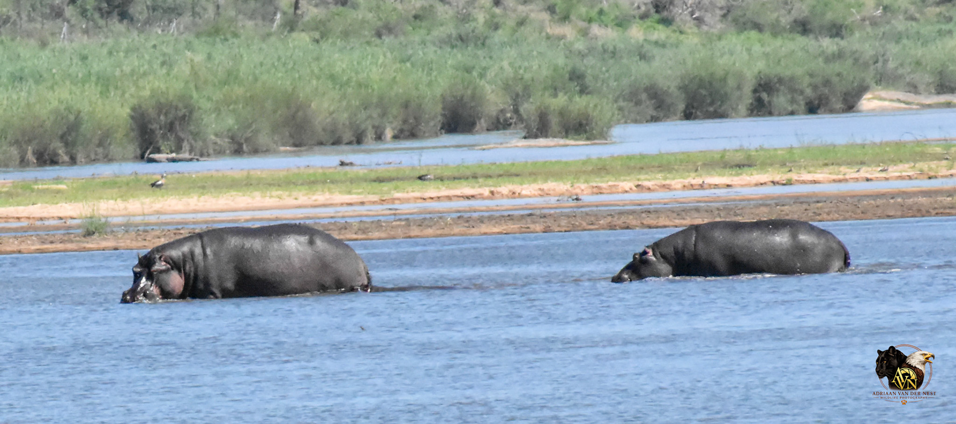 Hippo