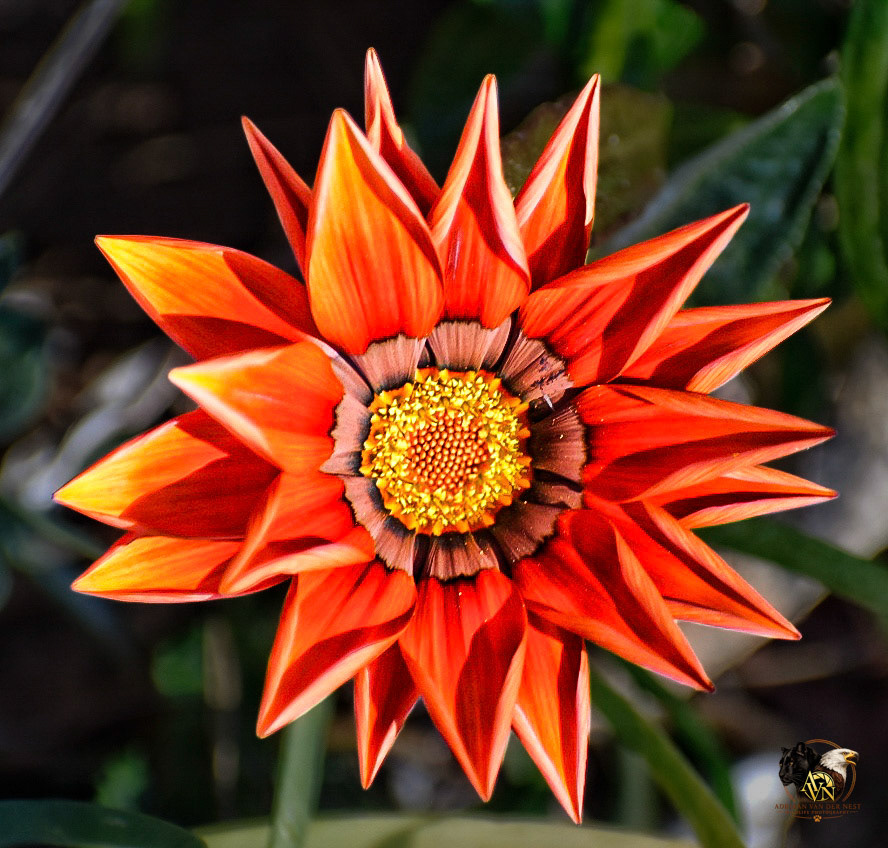 African Daisy/Botterblom
