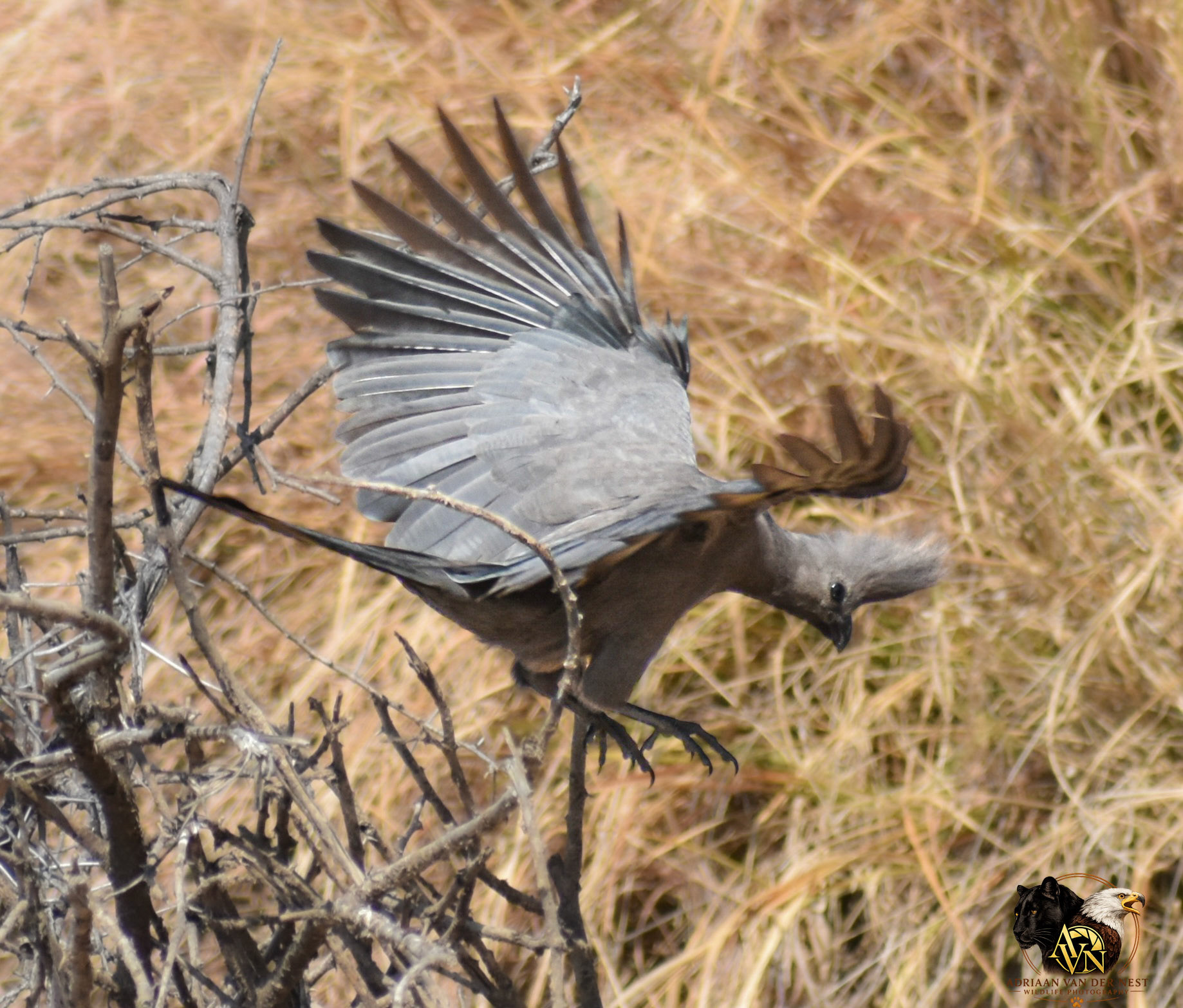 Grey-Go-Away-Bird/Grys-Kwê-Voel