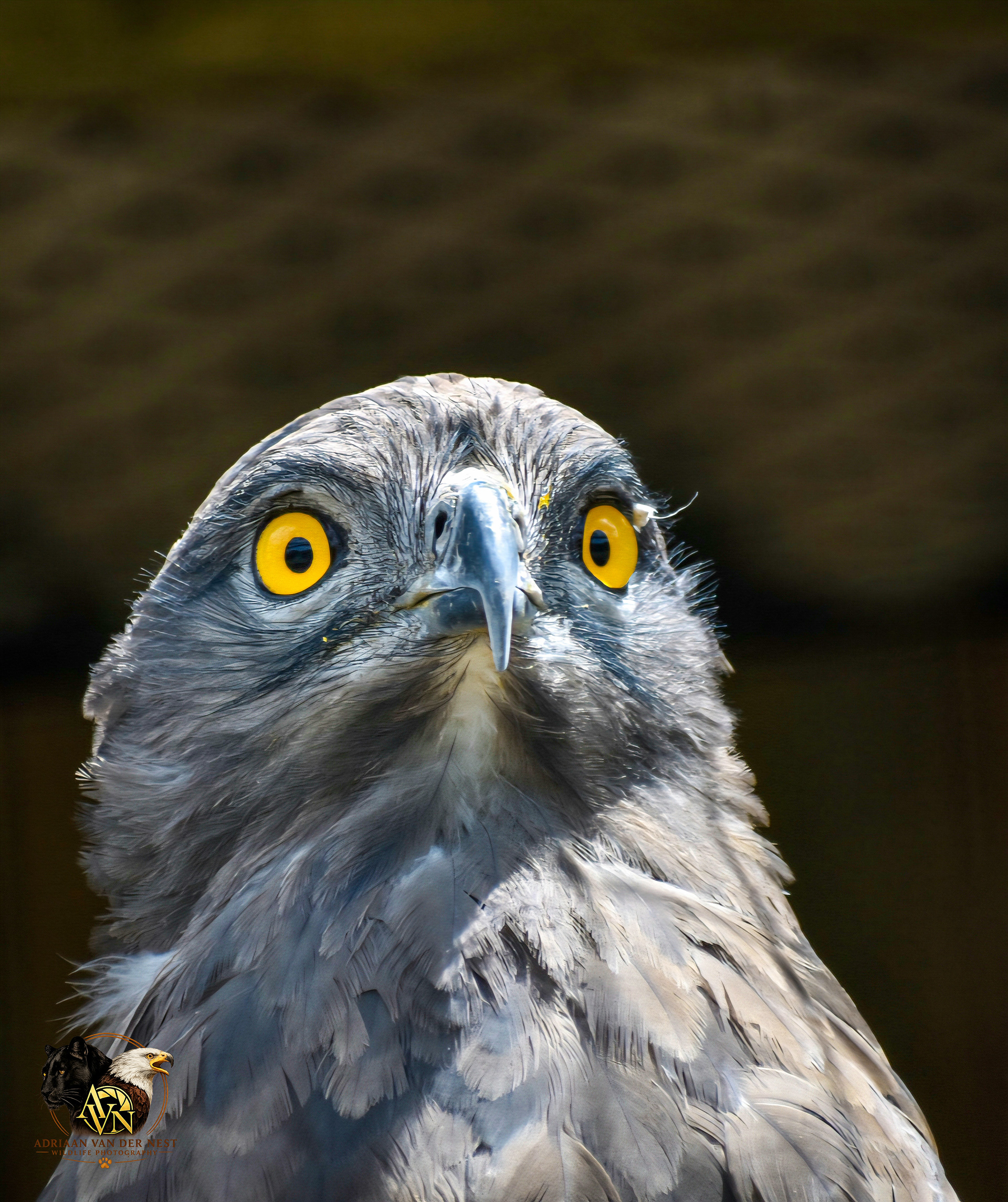 Brown Snake Eagle/Bruinslang arend