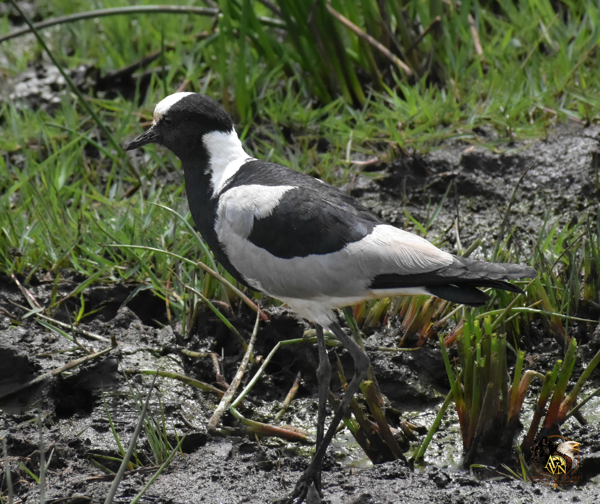 Blacksmith Lapwing/Bont Kiewiet