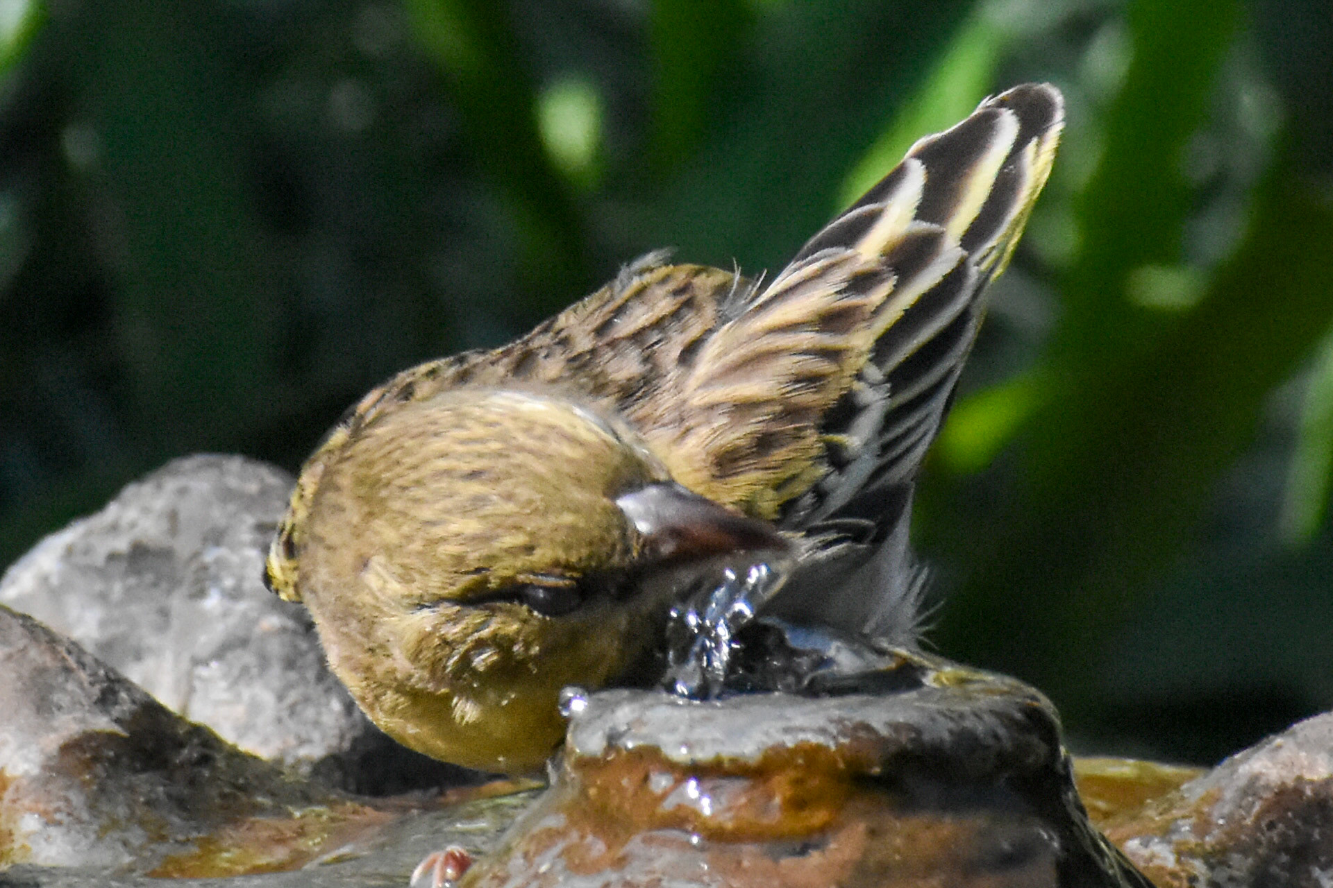 Southern Masked Weaver/Swartkeel Geelvink